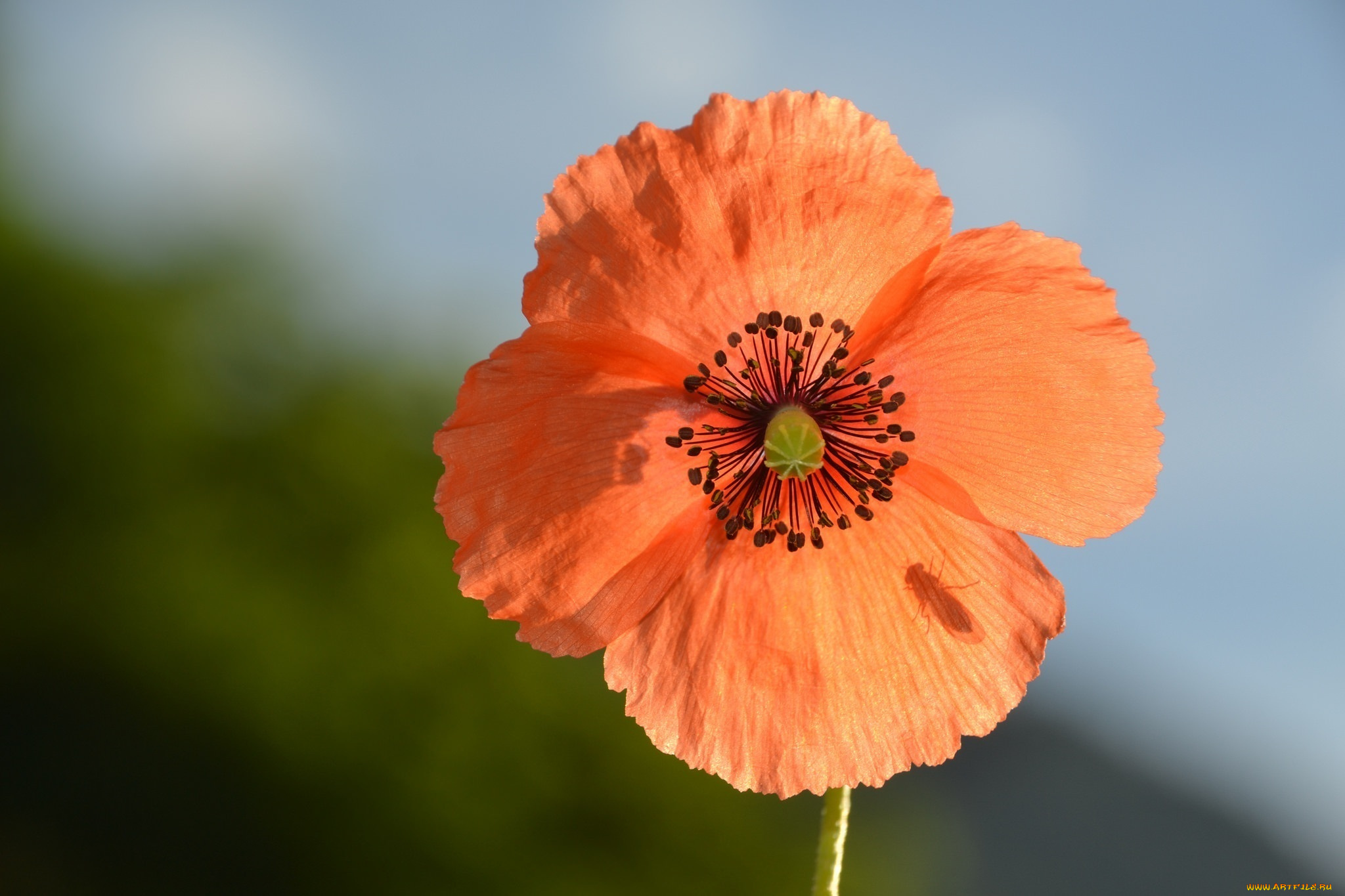 цветы, маки, тень, насекомое, оранжевый, макро, лепестки, лето