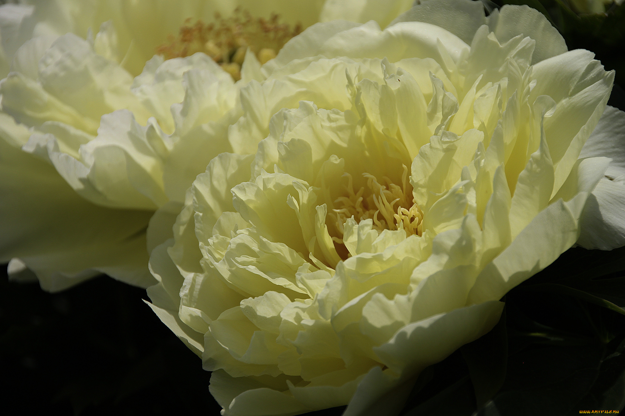 цветы, пионы, лепестки, цветение, листья, бутон, пион