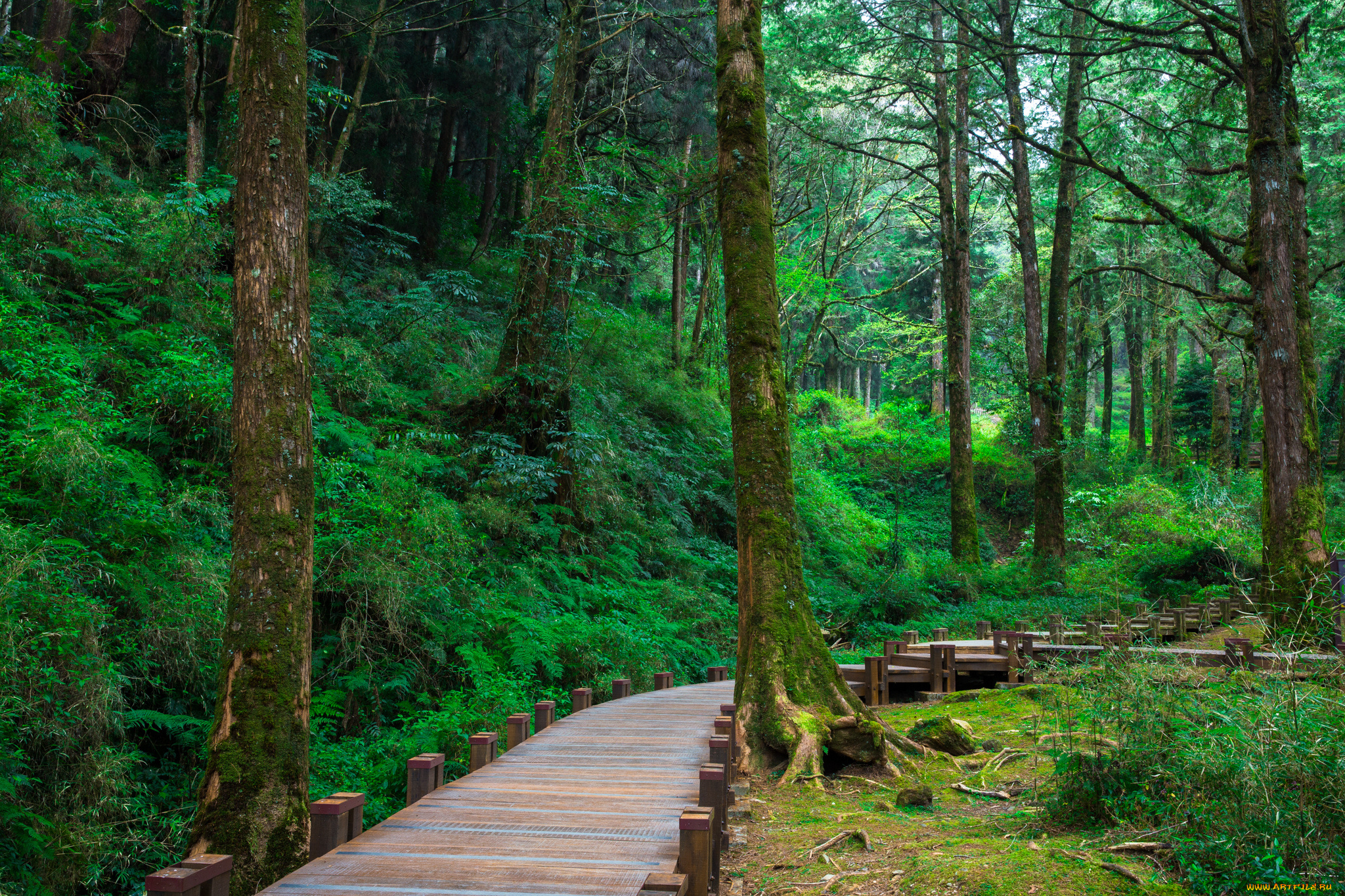 природа, дороги, дорожка, лес, настил