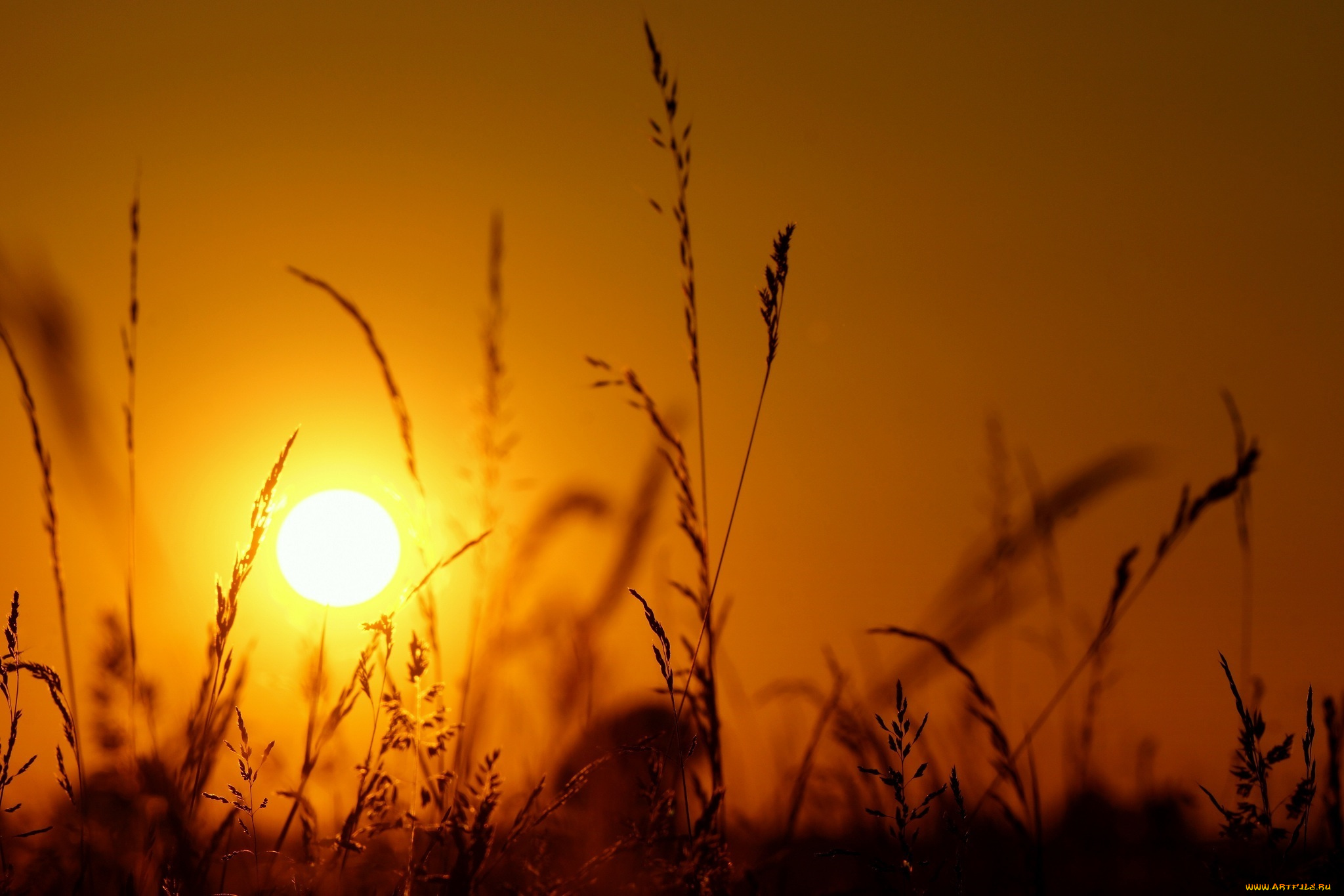 природа, макро, свет, колоски, силуэт, солнце, закат