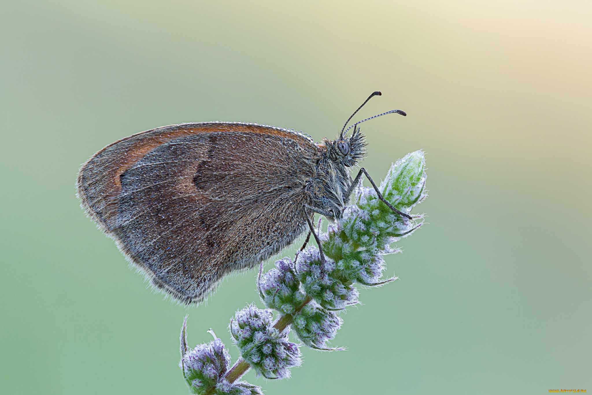 животные, бабочки, роса, бабочка, макро, cristian, arghius, утро, насекомое, капли