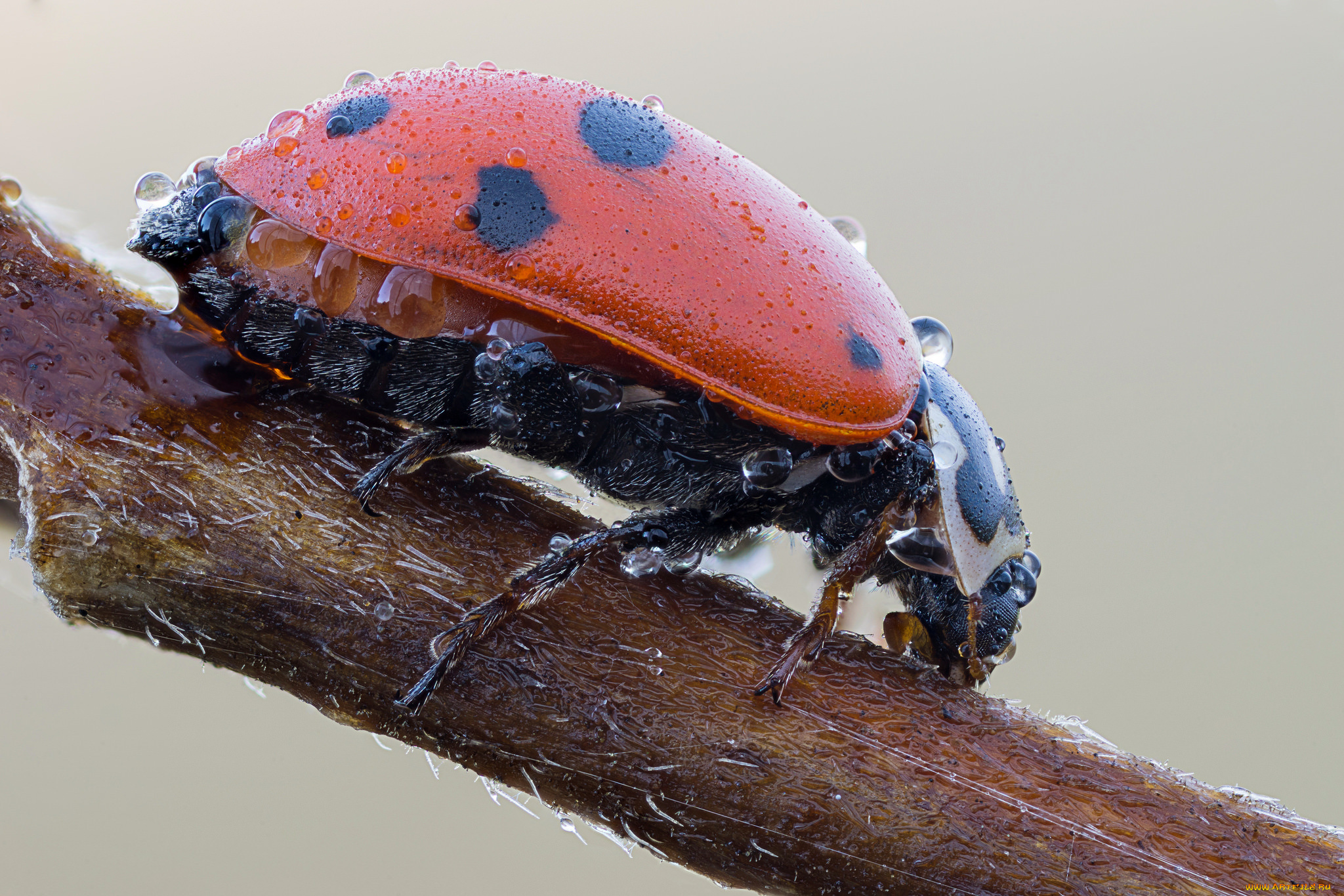 животные, божьи, коровки, утро, капли, роса, насекомое, божья, коровка, макро, cristian, arghius