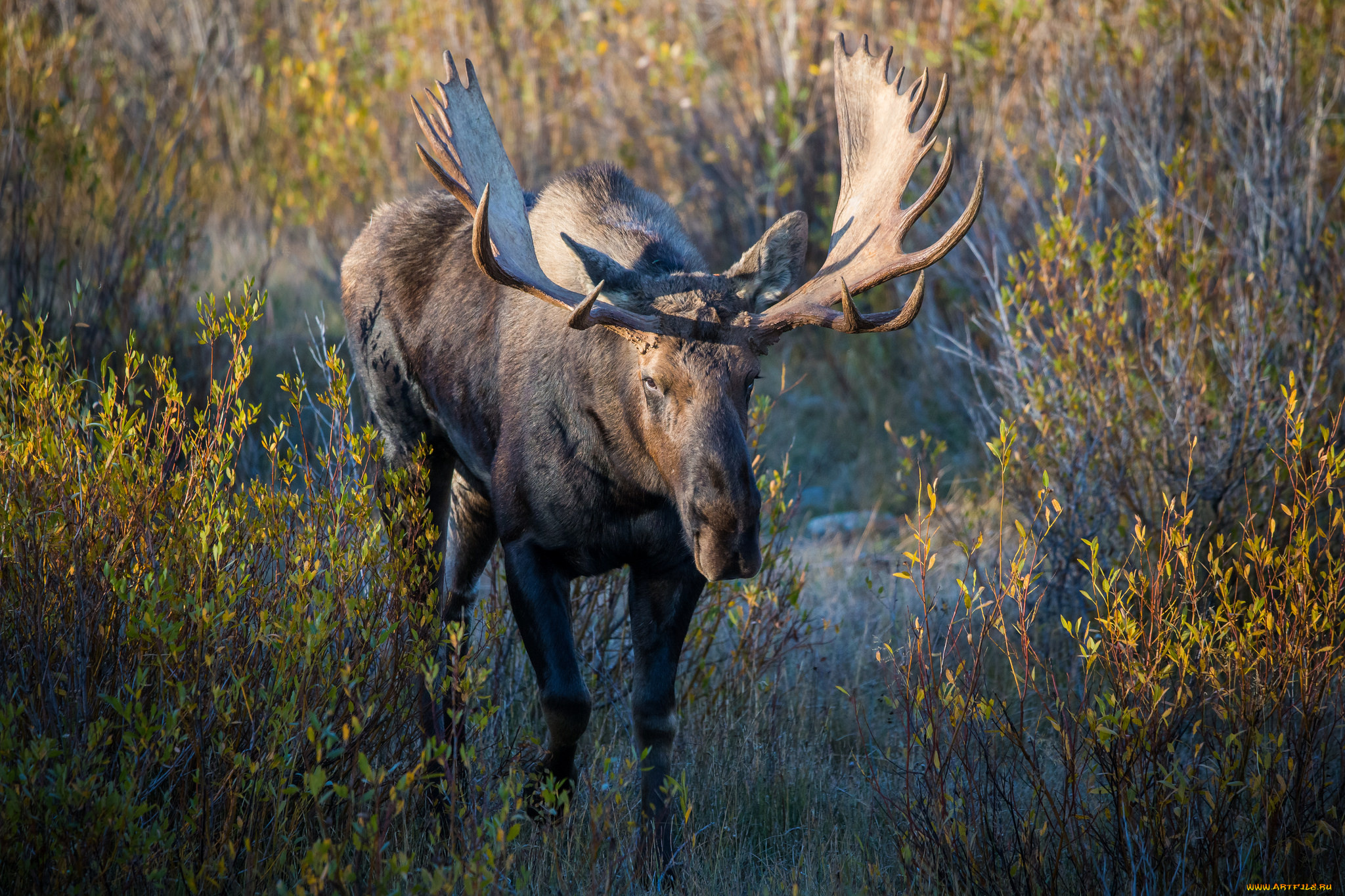 животные, лоси, срхатый