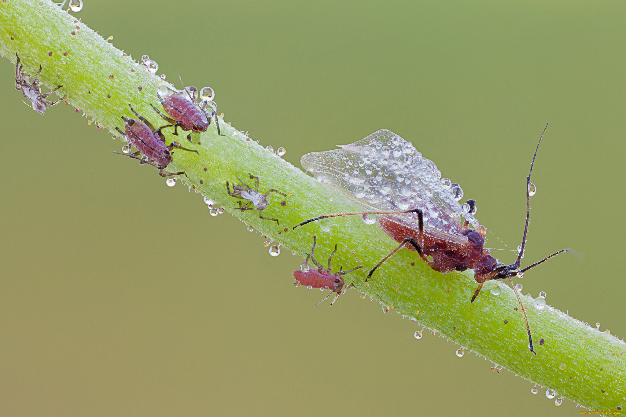 животные, насекомые, cristian, arghius, макро, фон, зелёный, капли, тля, утро, роса