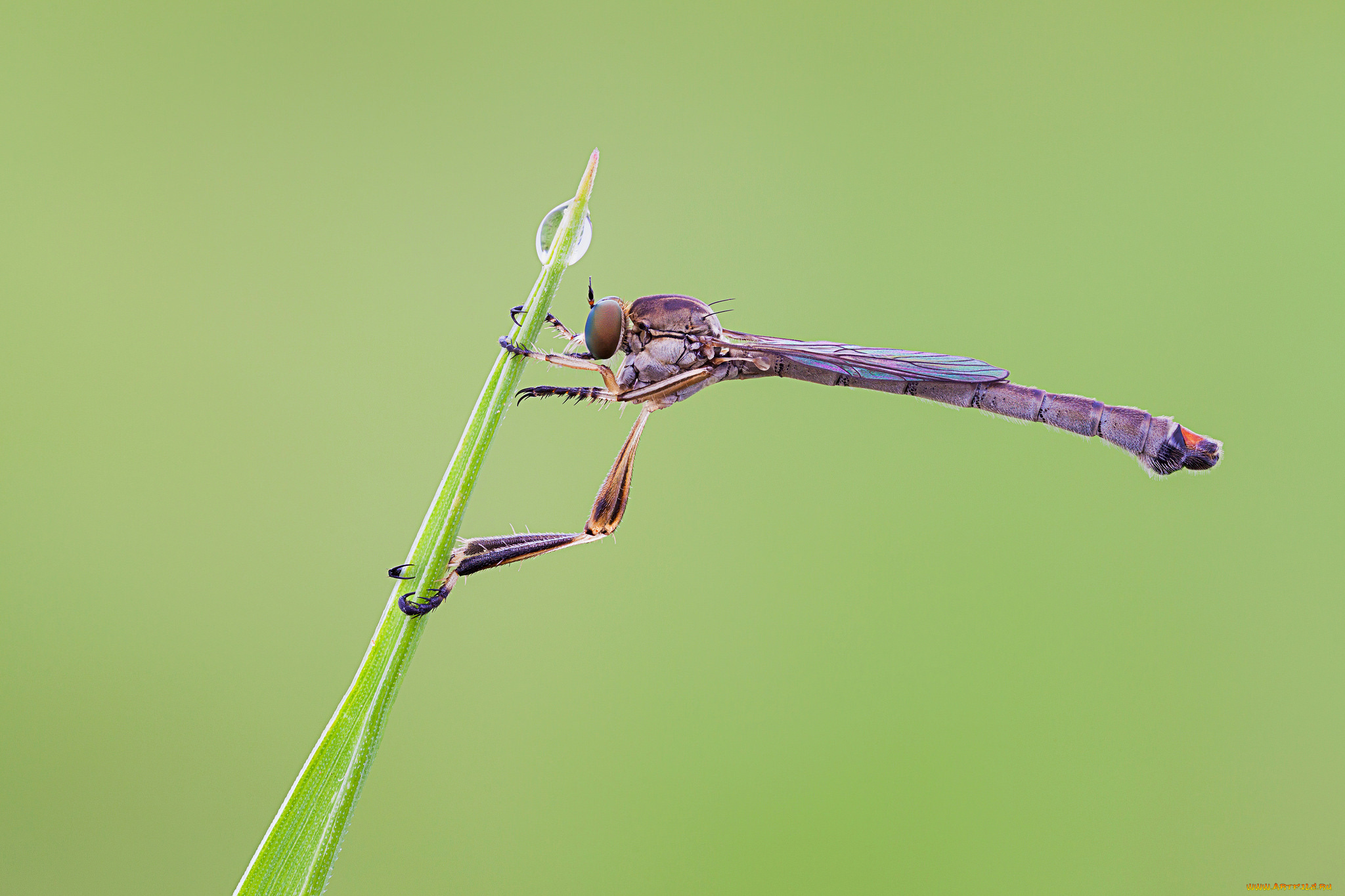 животные, насекомые, макро, утро, росинка, фон, насекомое, травинка, cristian, arghius
