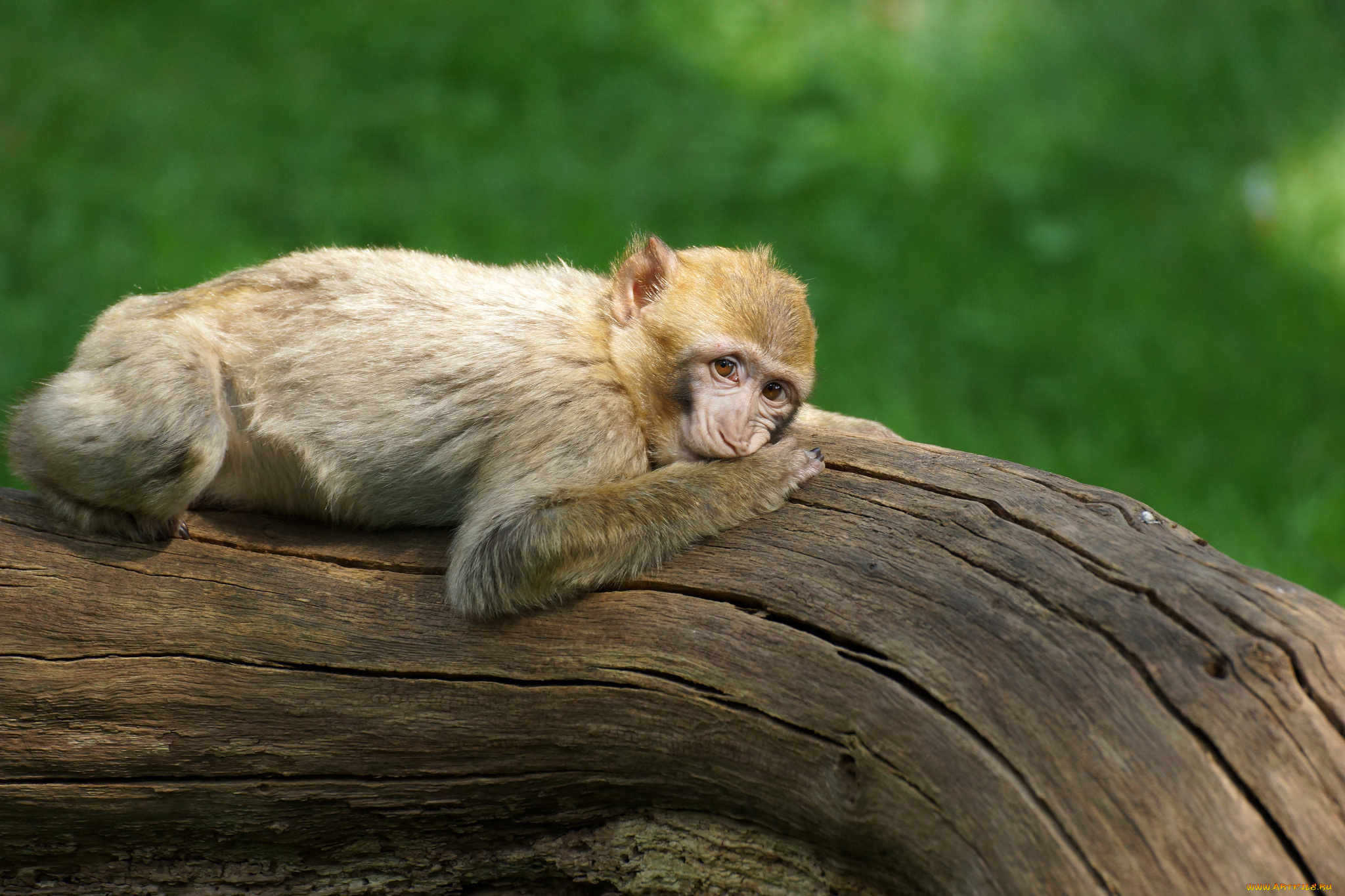 животные, обезьяны, отдых, солнечно, бревно, обезьяна, зелёный, фон