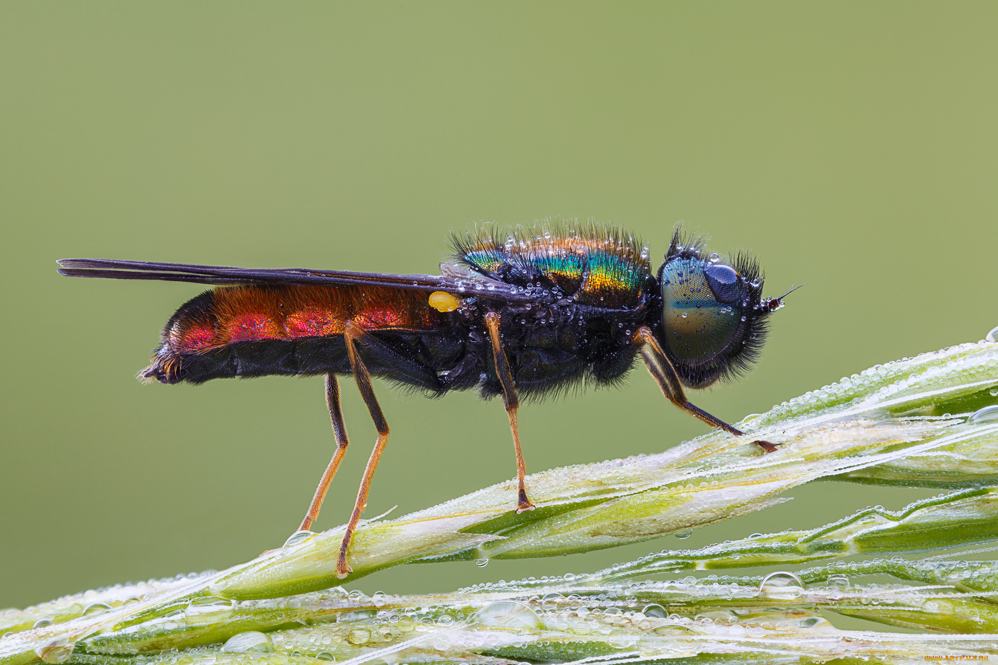 животные, насекомые, cristian, arghius, фон, макро, насекомое