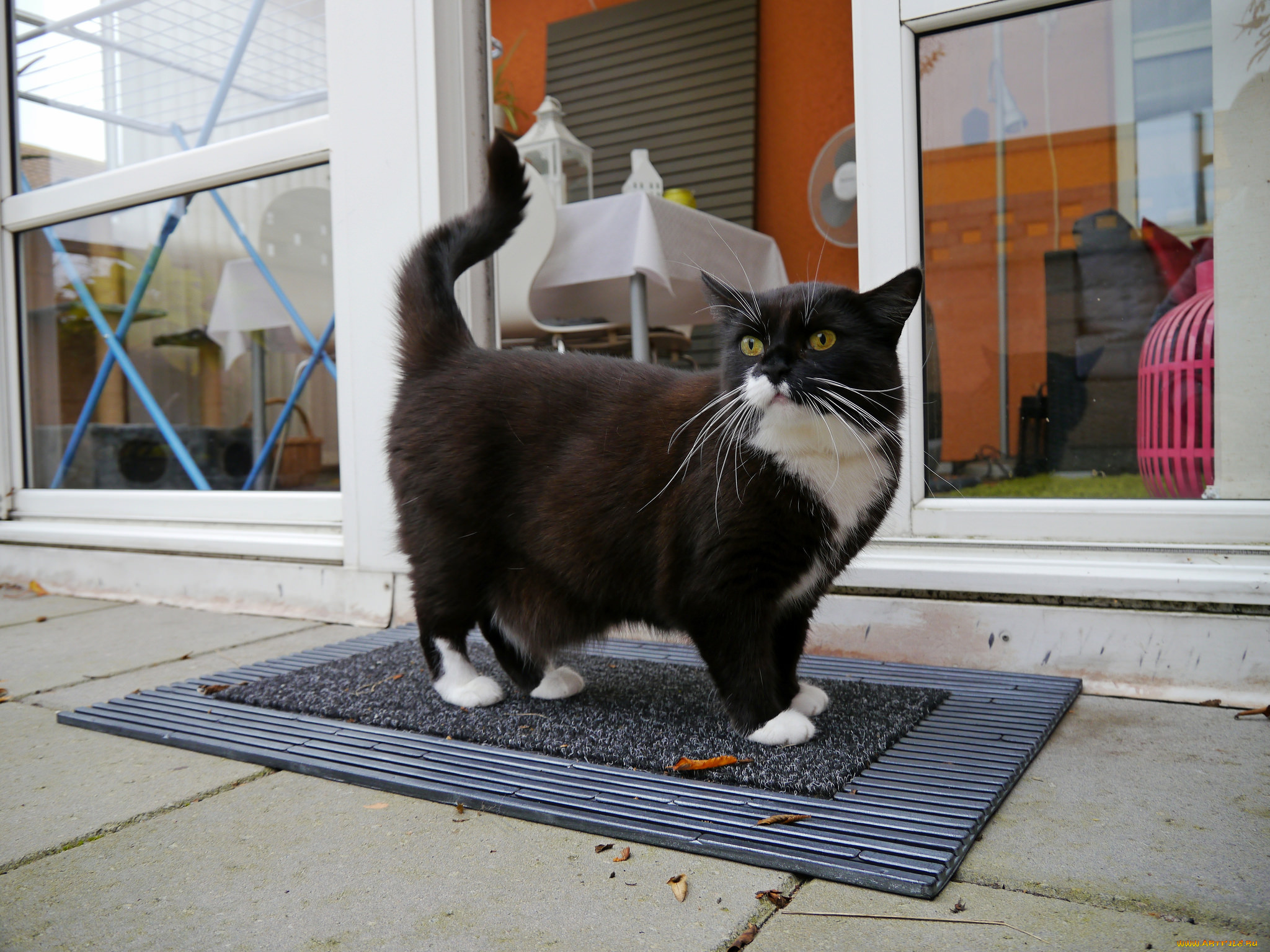 животные, коты, котяра