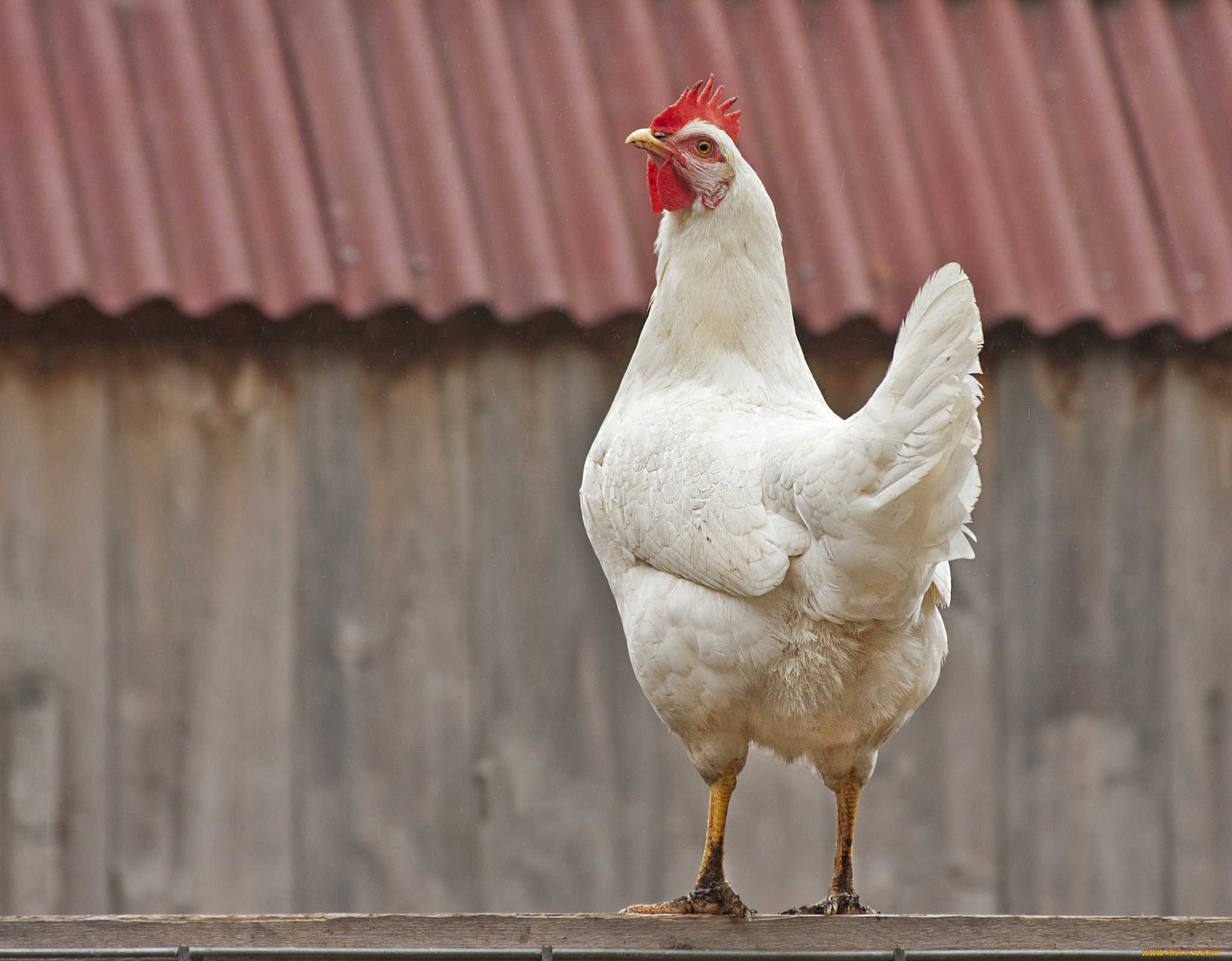 животные, куры, , петухи, курица, белая, крыша, забор