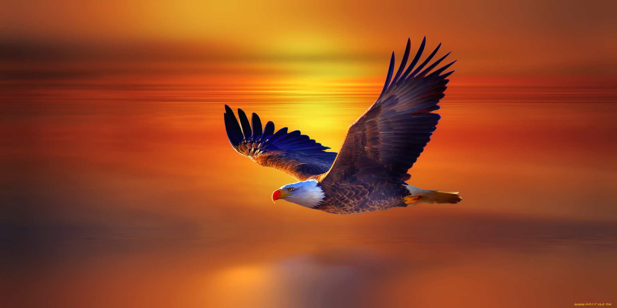 рисованные, животные, , птицы, , орлы, закат, полёт, орёл