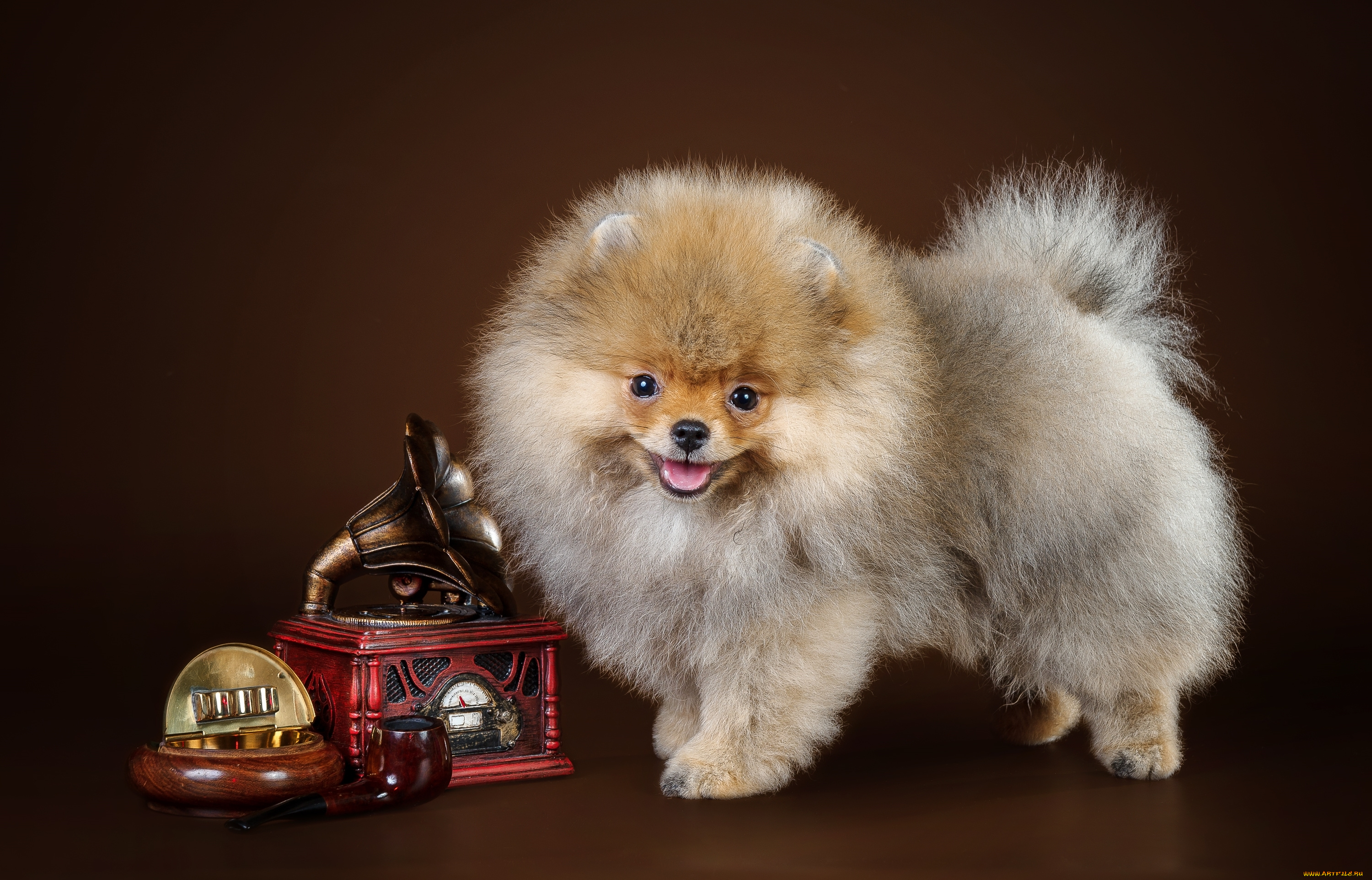 животные, собаки, щенок, шпиц, цветы