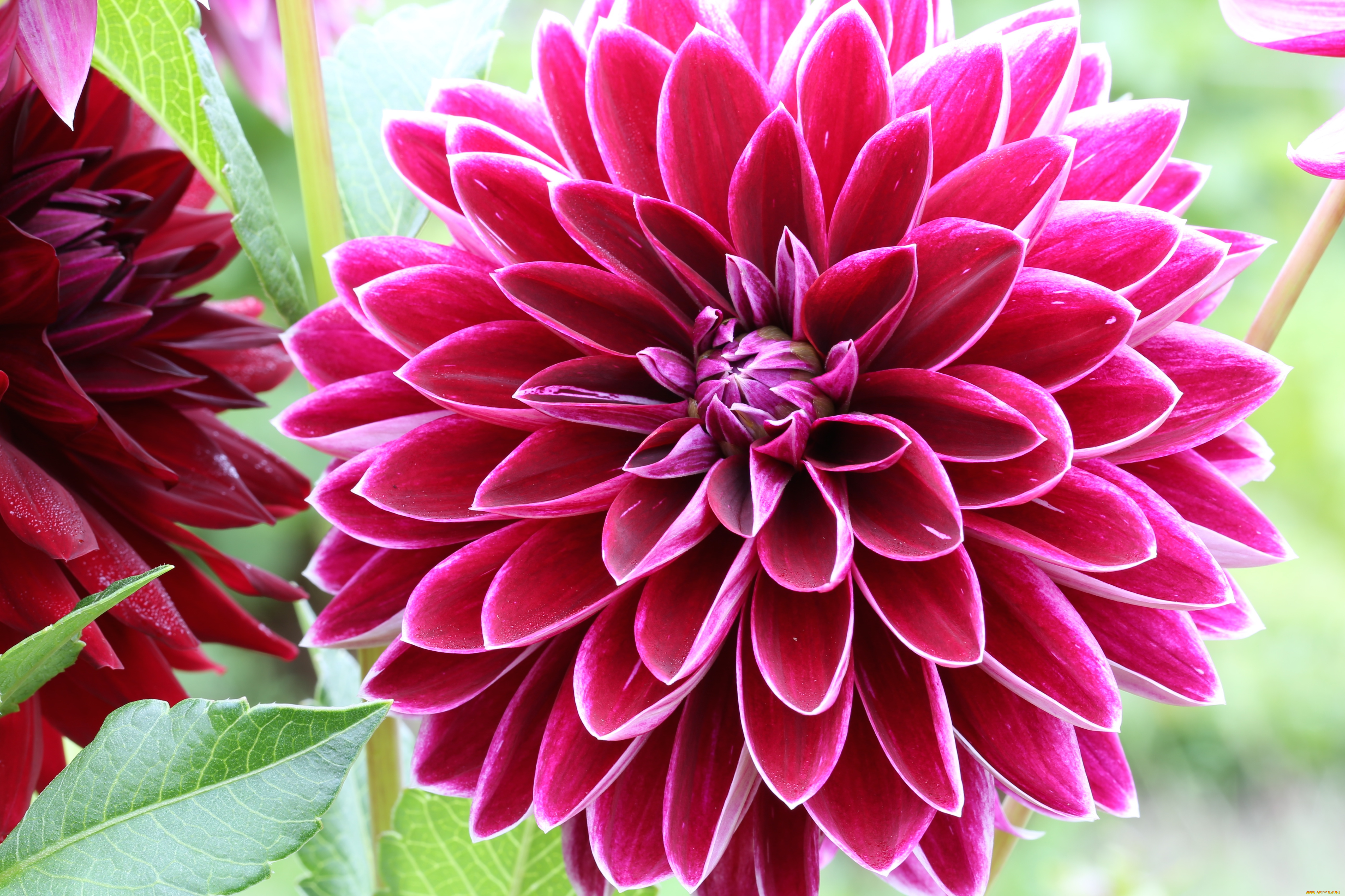 цветы, георгины, лепестки, бутоны, цветение, георгин