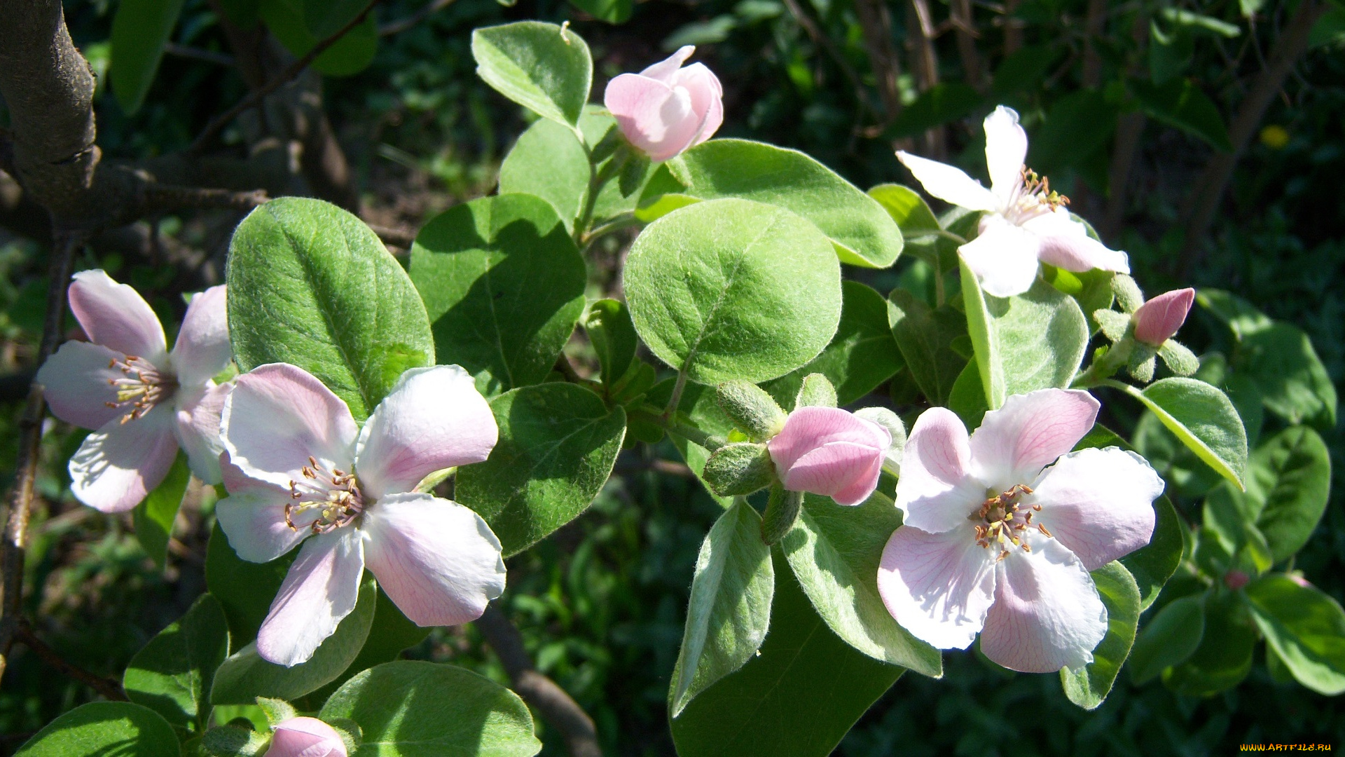 цветы, айва, весна