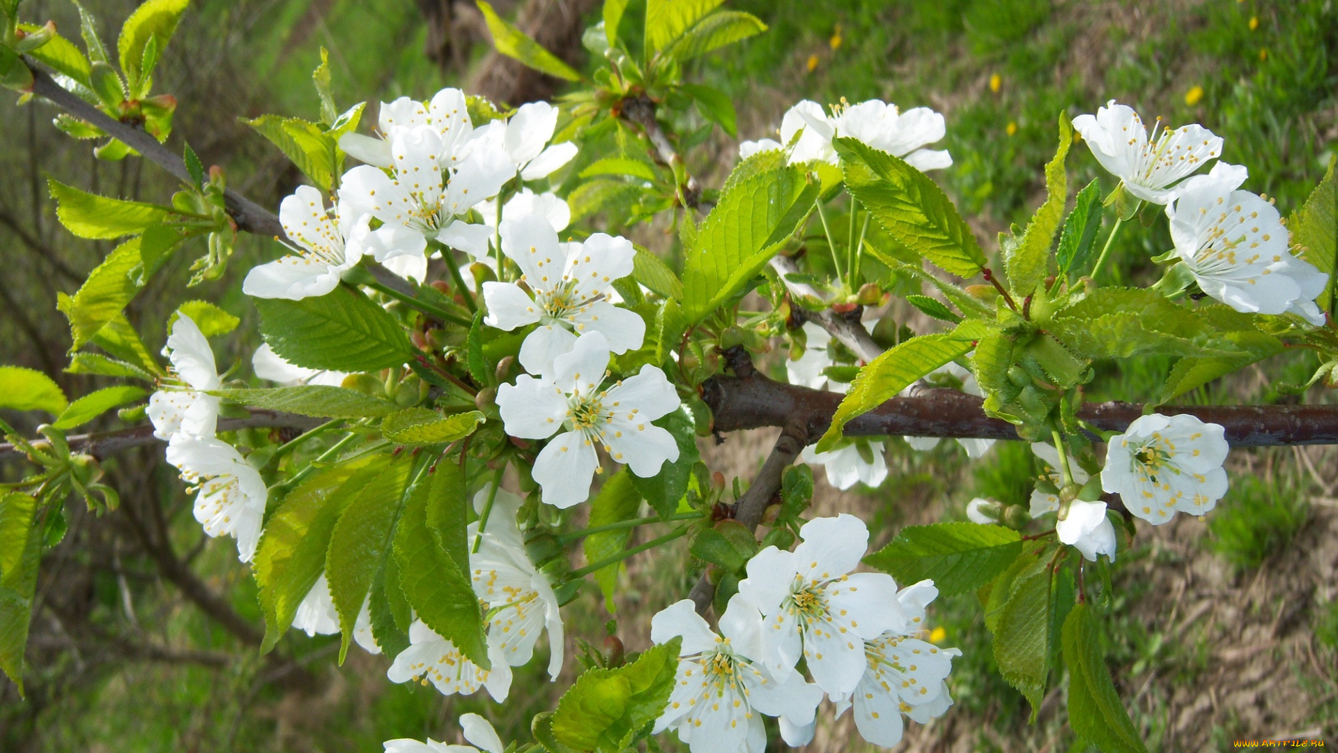 цветы, цветущие, деревья, , , кустарники, весна, слива