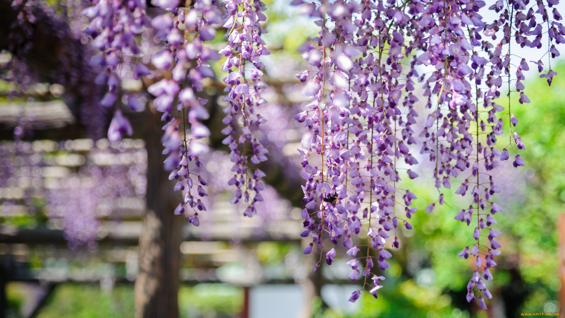 цветы, глициния