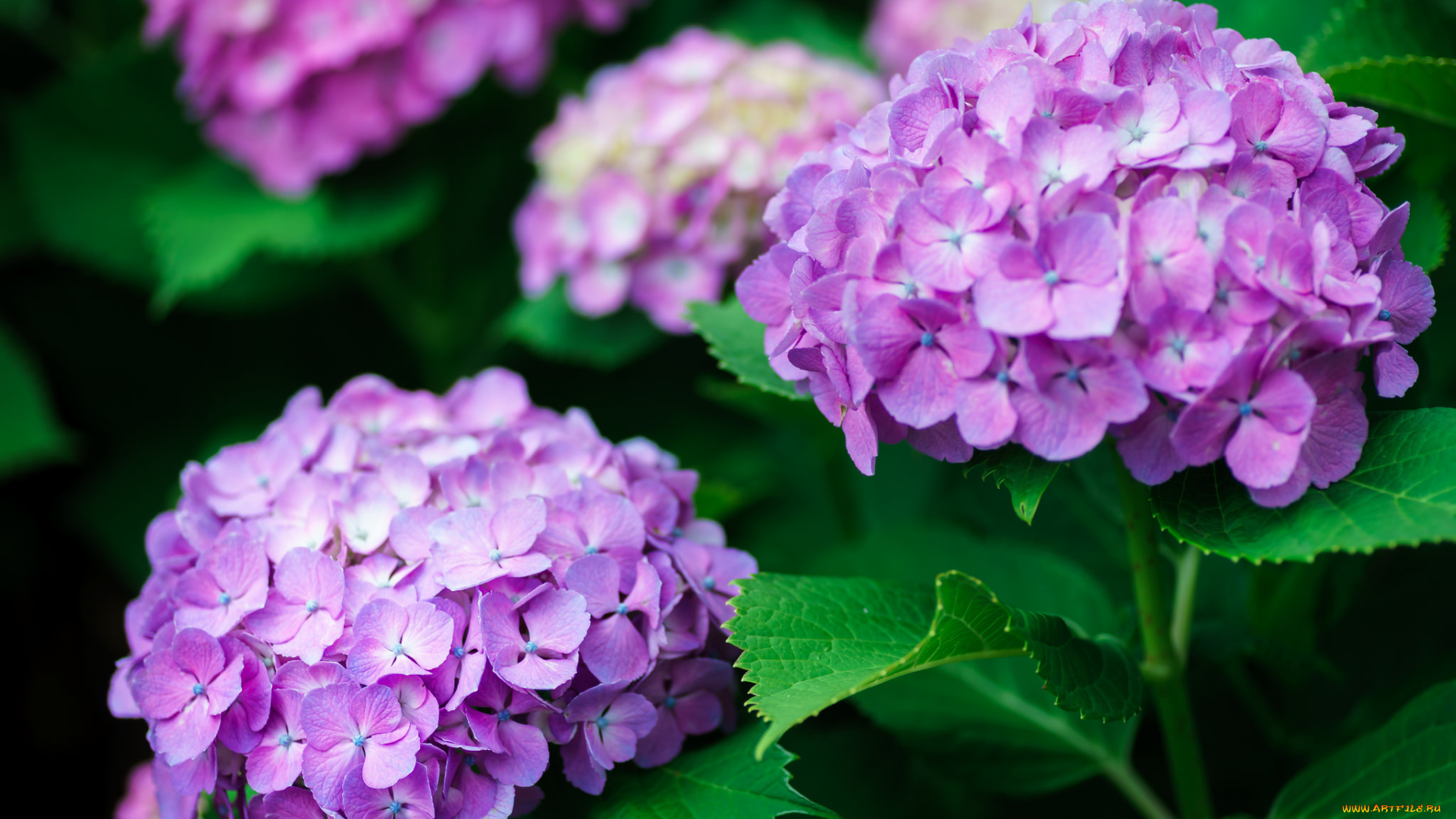 цветы, гортензия, соцветие, макро