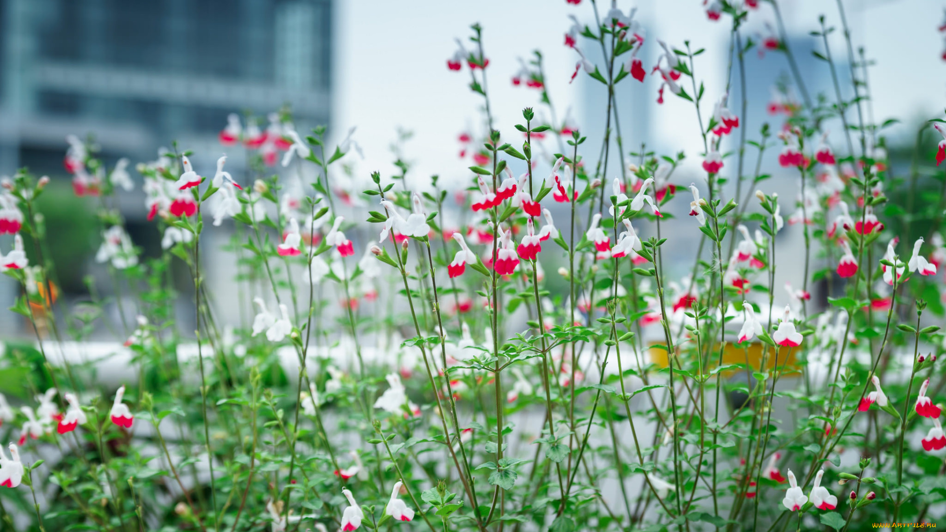 цветы, клумба, растения