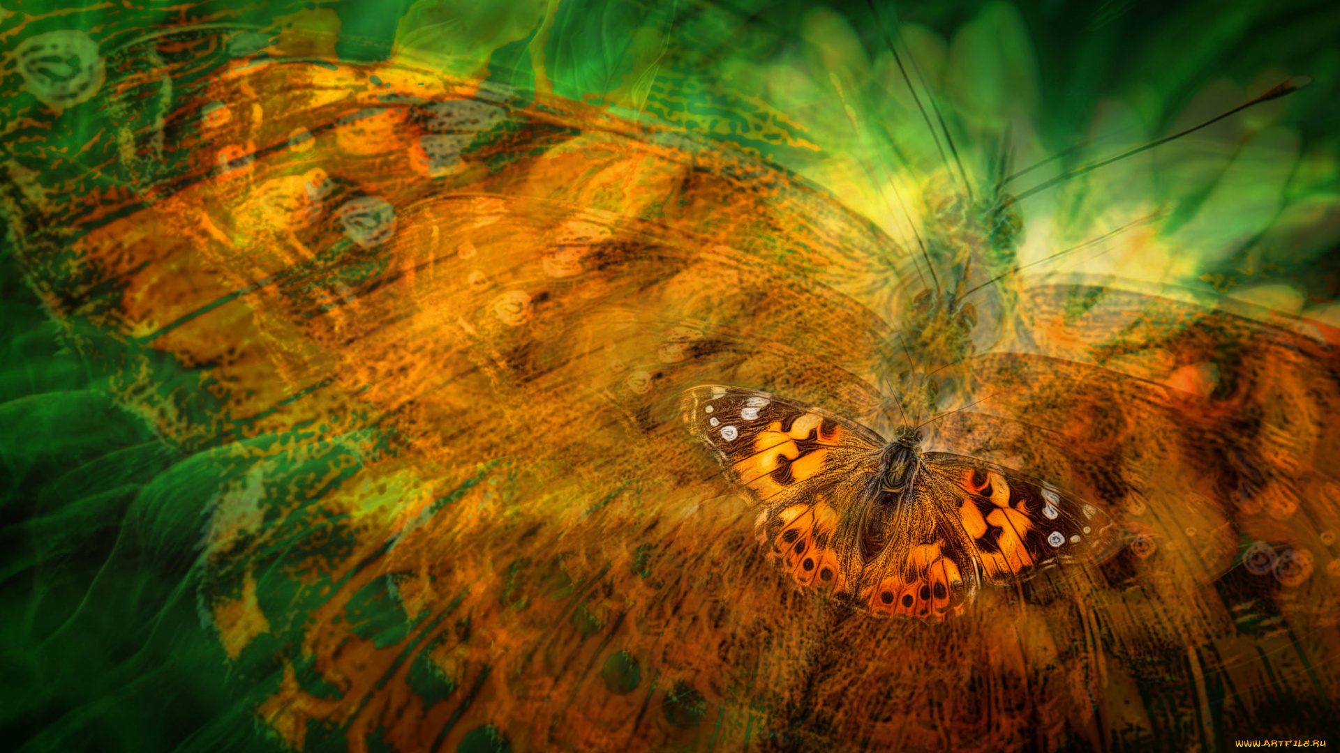 разное, компьютерный, дизайн, обработка, бабочка