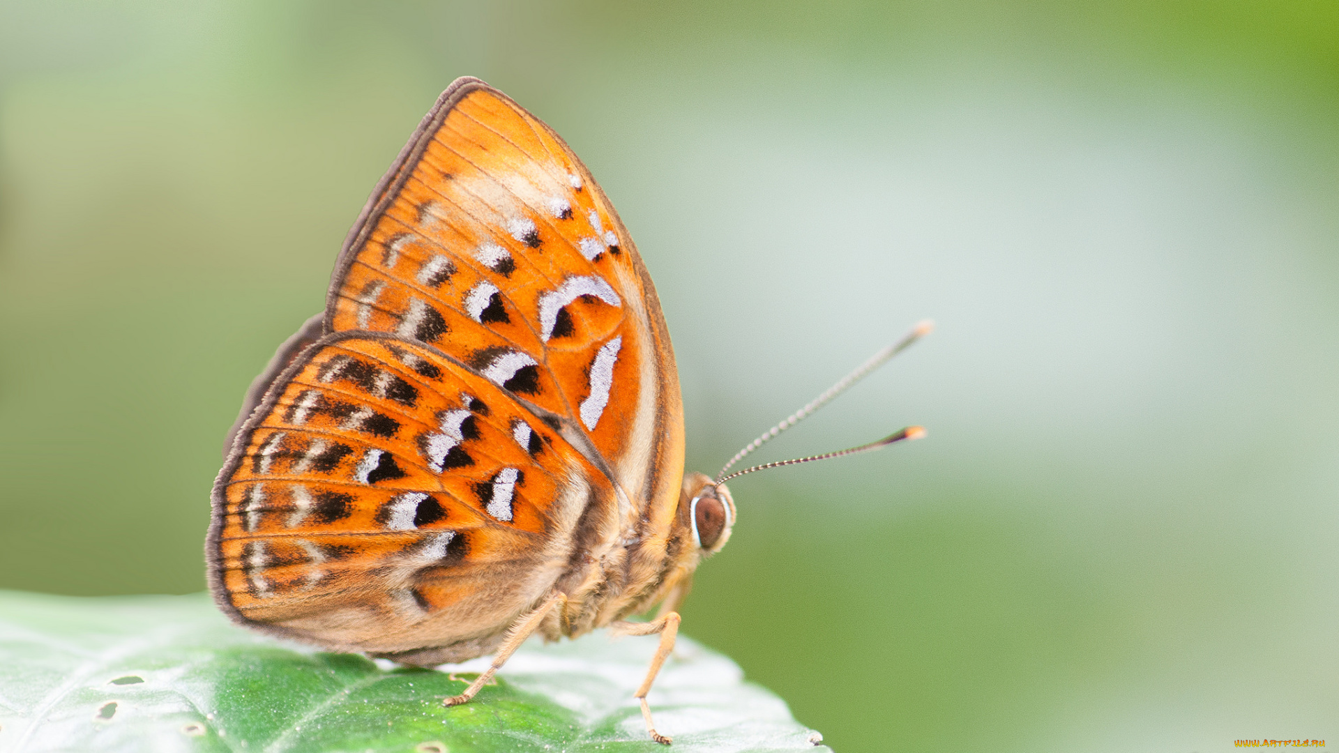 животные, бабочки, , мотыльки, , моли, усики, крылья, бабочка, макро, фон