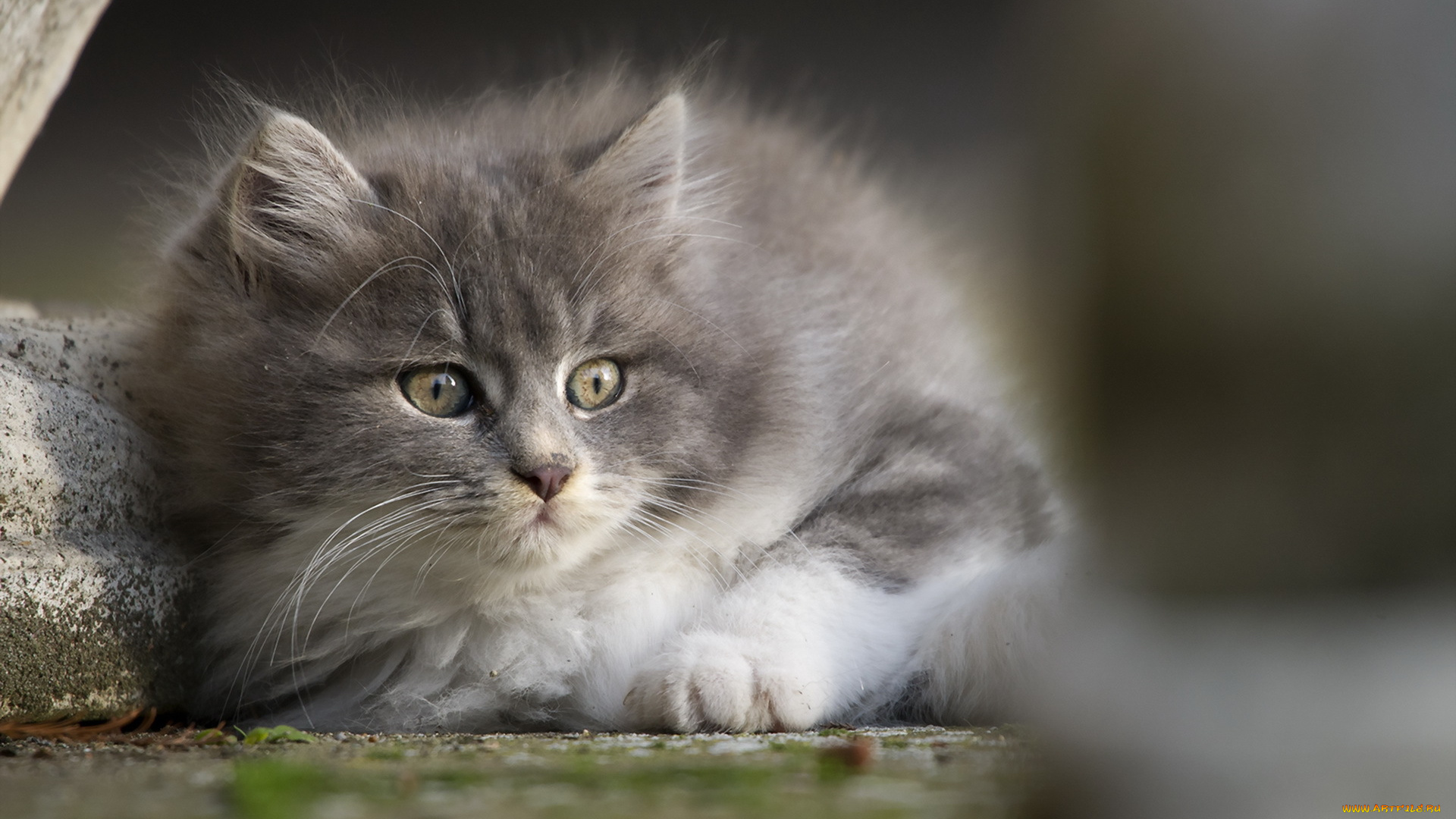 животные, коты, взгляд, кошка, фон