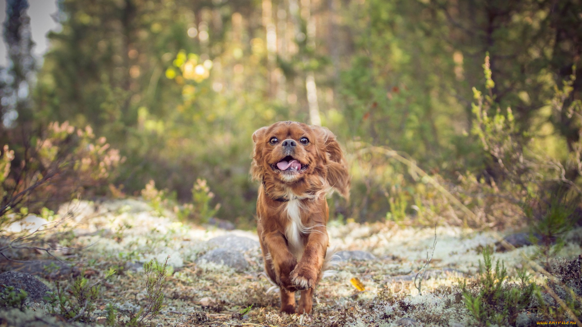 животные, собаки, взгляд, друг, собака