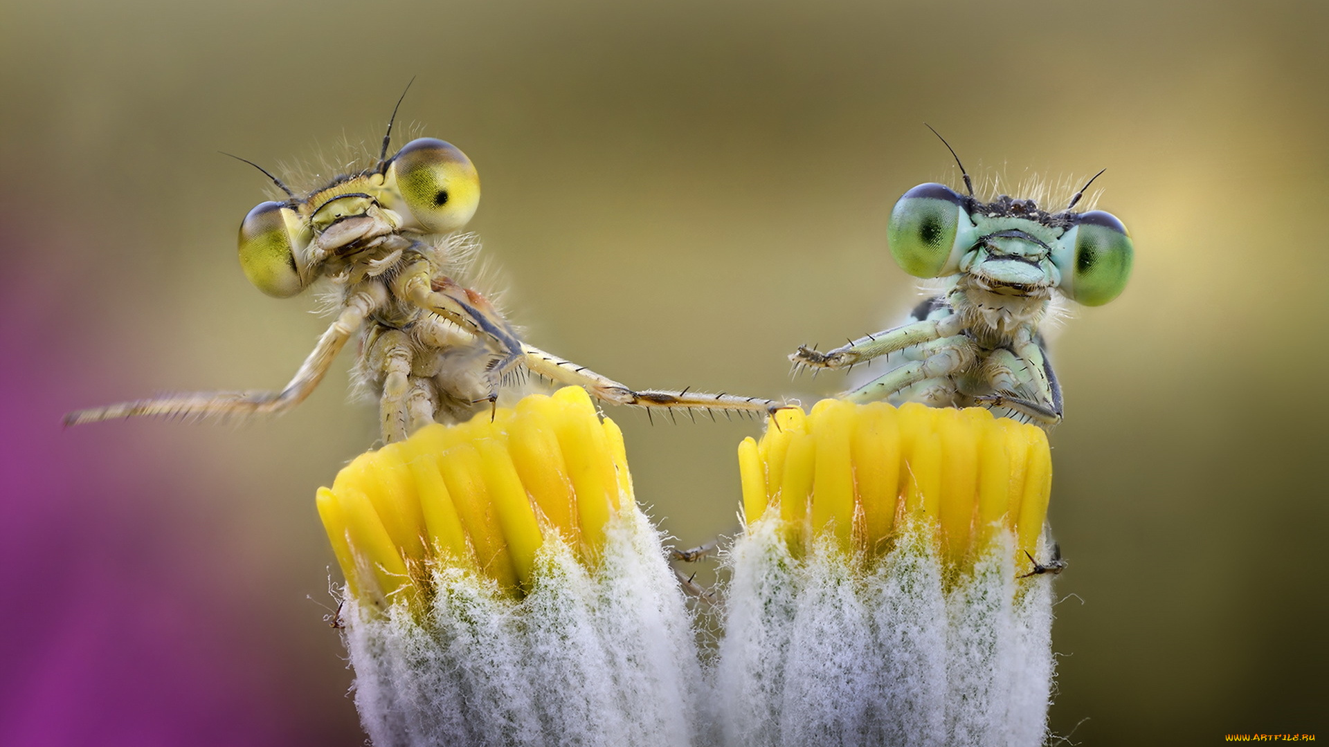 животные, стрекозы, фон, природа, насекомые