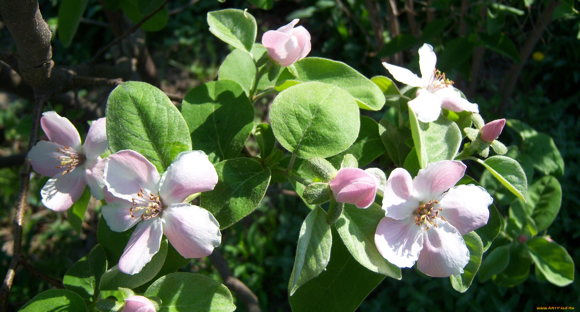 цветы, айва, весна