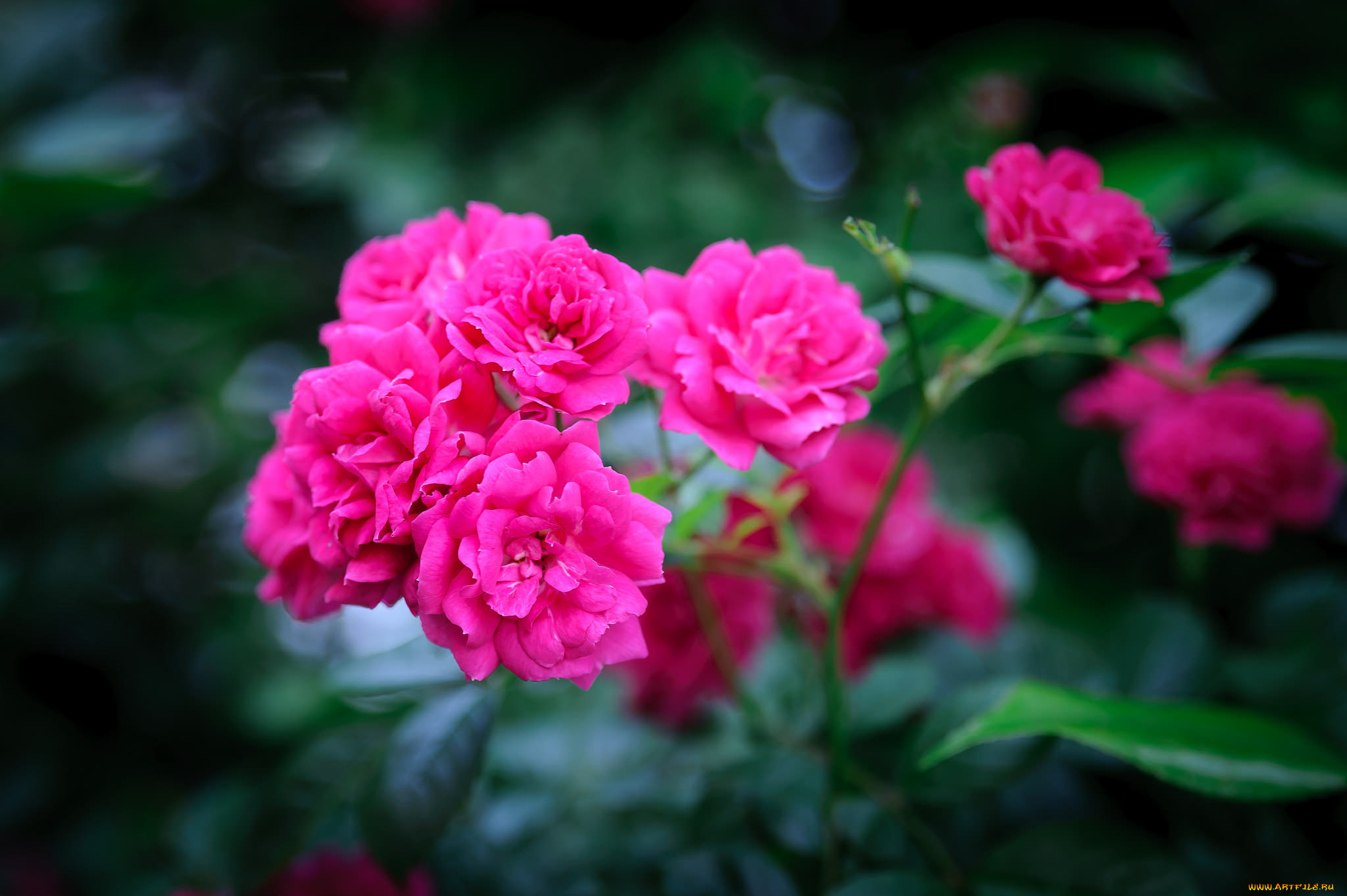 цветы, розы, бутоны, лепестки, листья