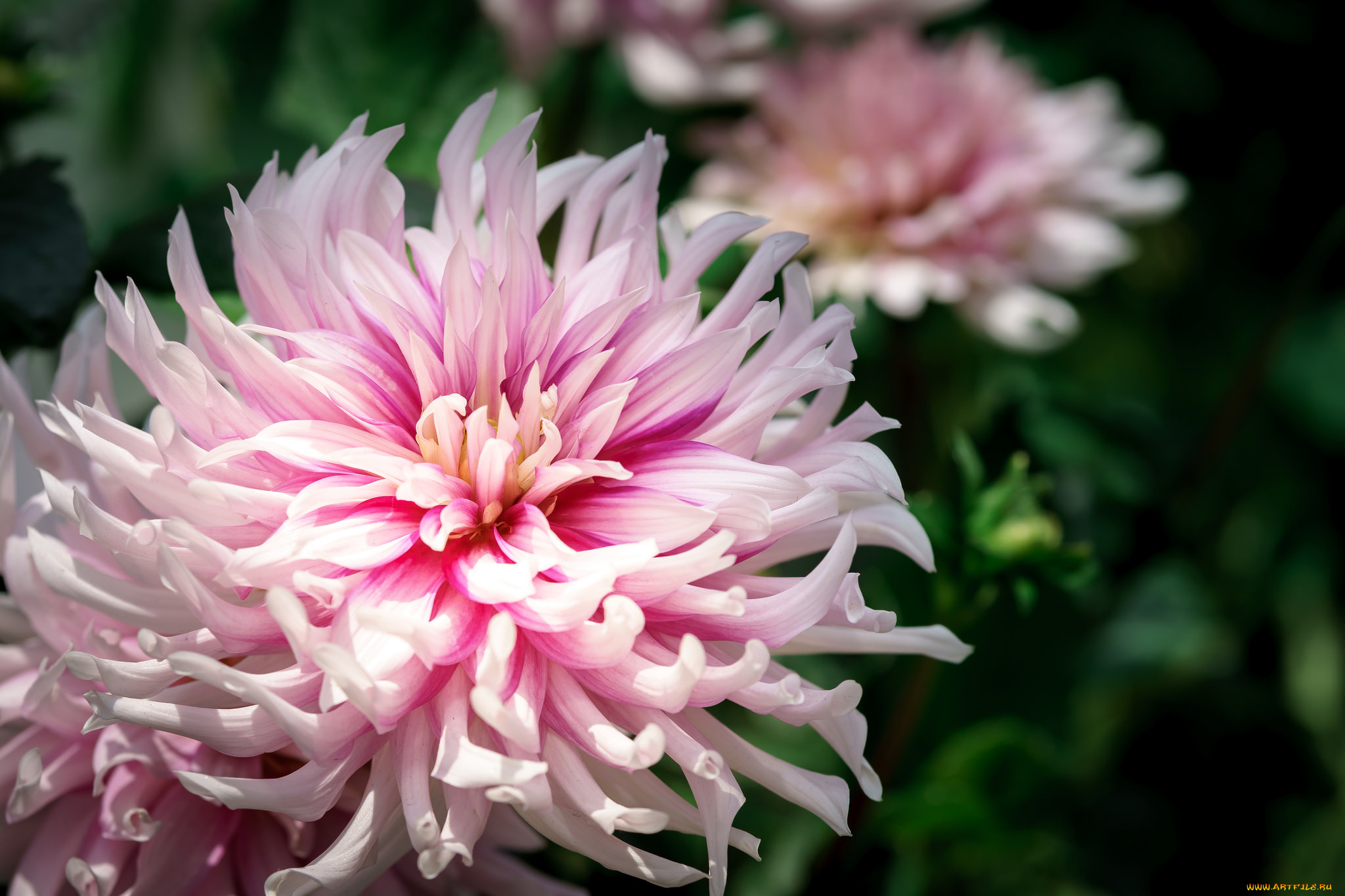 цветы, георгины