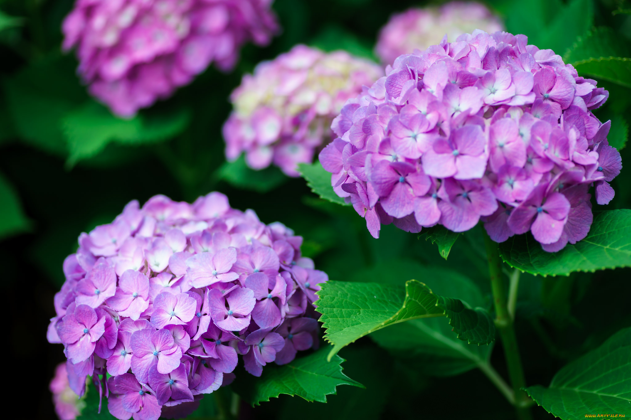 цветы, гортензия, соцветие, макро