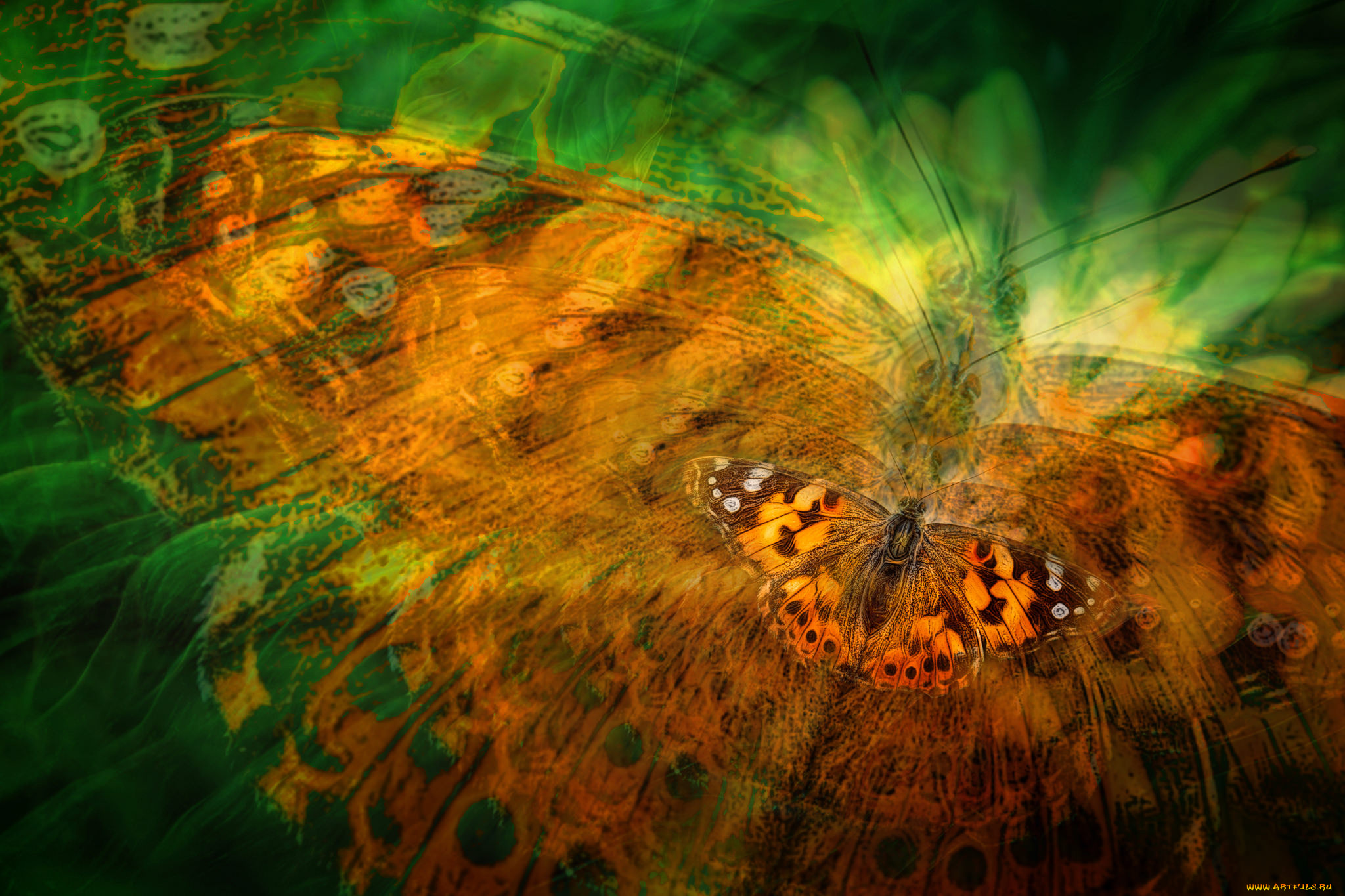 разное, компьютерный, дизайн, обработка, бабочка