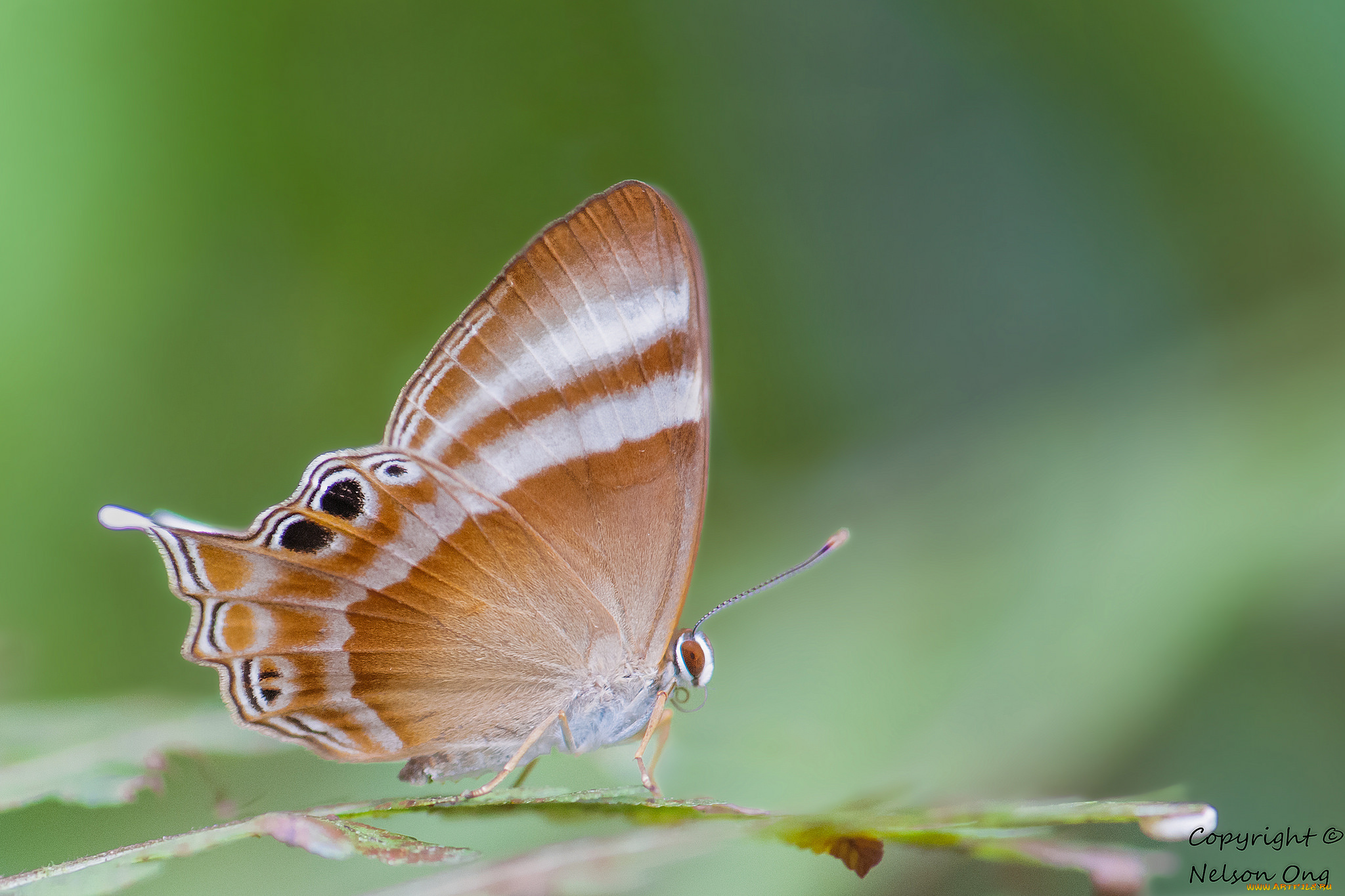 животные, бабочки, , мотыльки, , моли, усики, крылья, бабочка, макро, фон