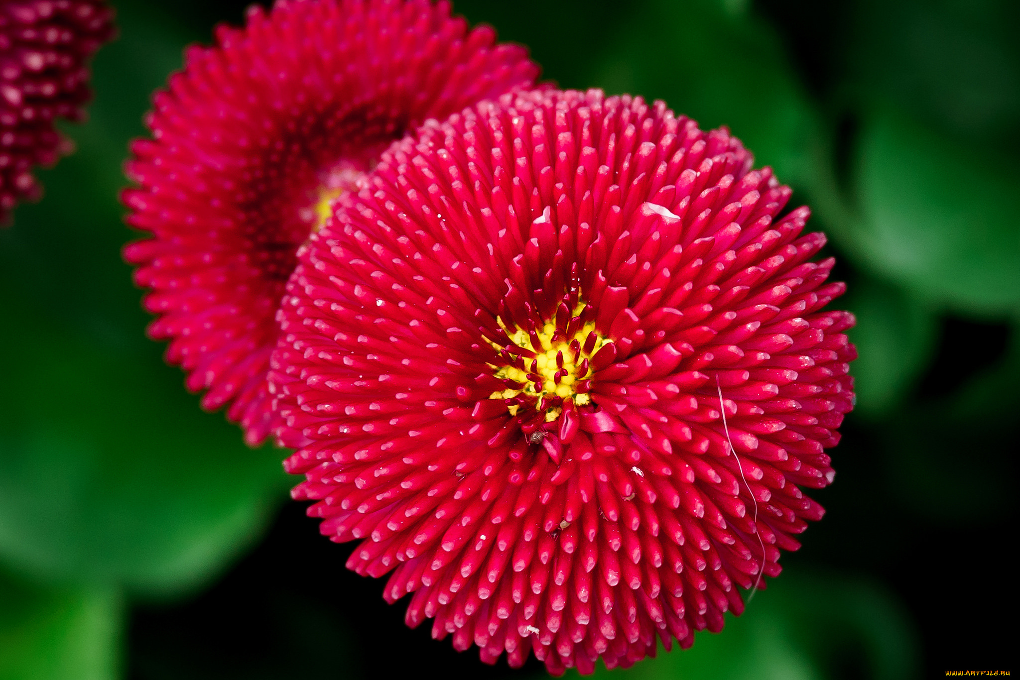 цветы, астры, астра