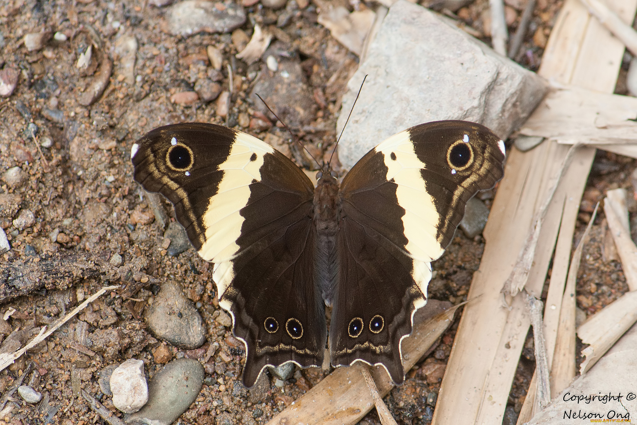 животные, бабочки, , мотыльки, , моли, фон, макро, усики, крылья, бабочка