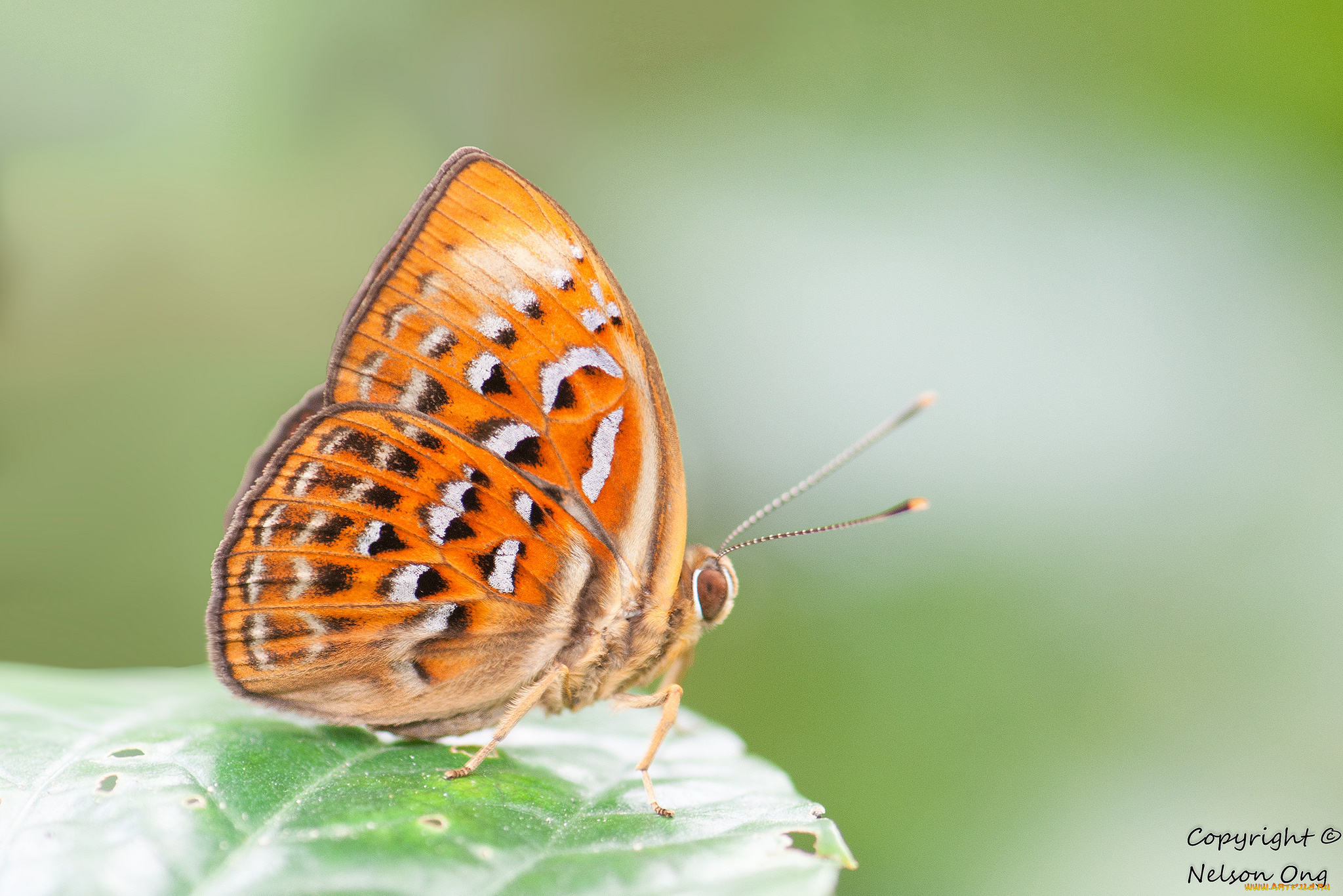 животные, бабочки, , мотыльки, , моли, усики, крылья, бабочка, макро, фон