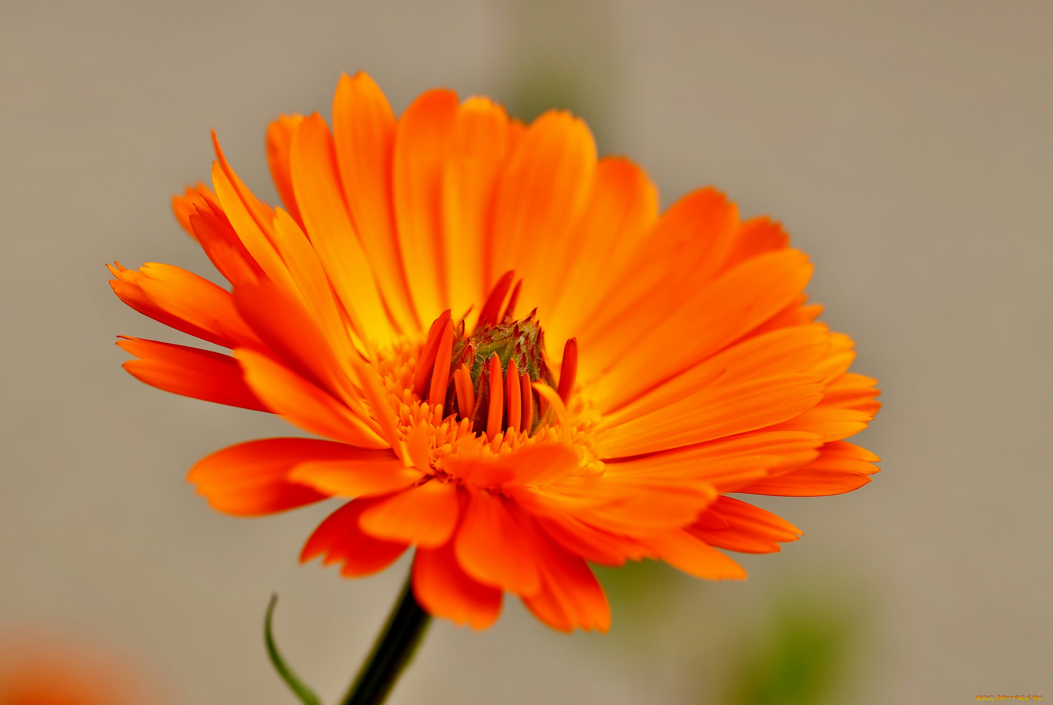 цветы, календула