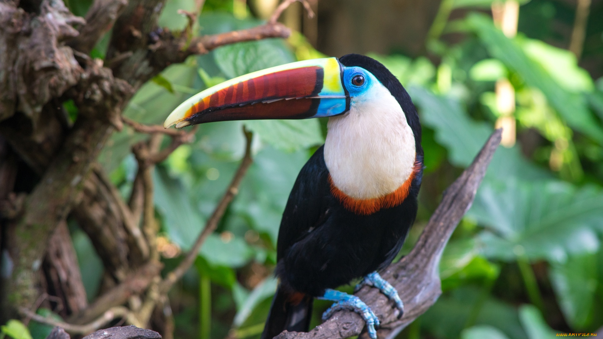 белогрудый, тукан, животные, туканы, ветки, клюв, птица