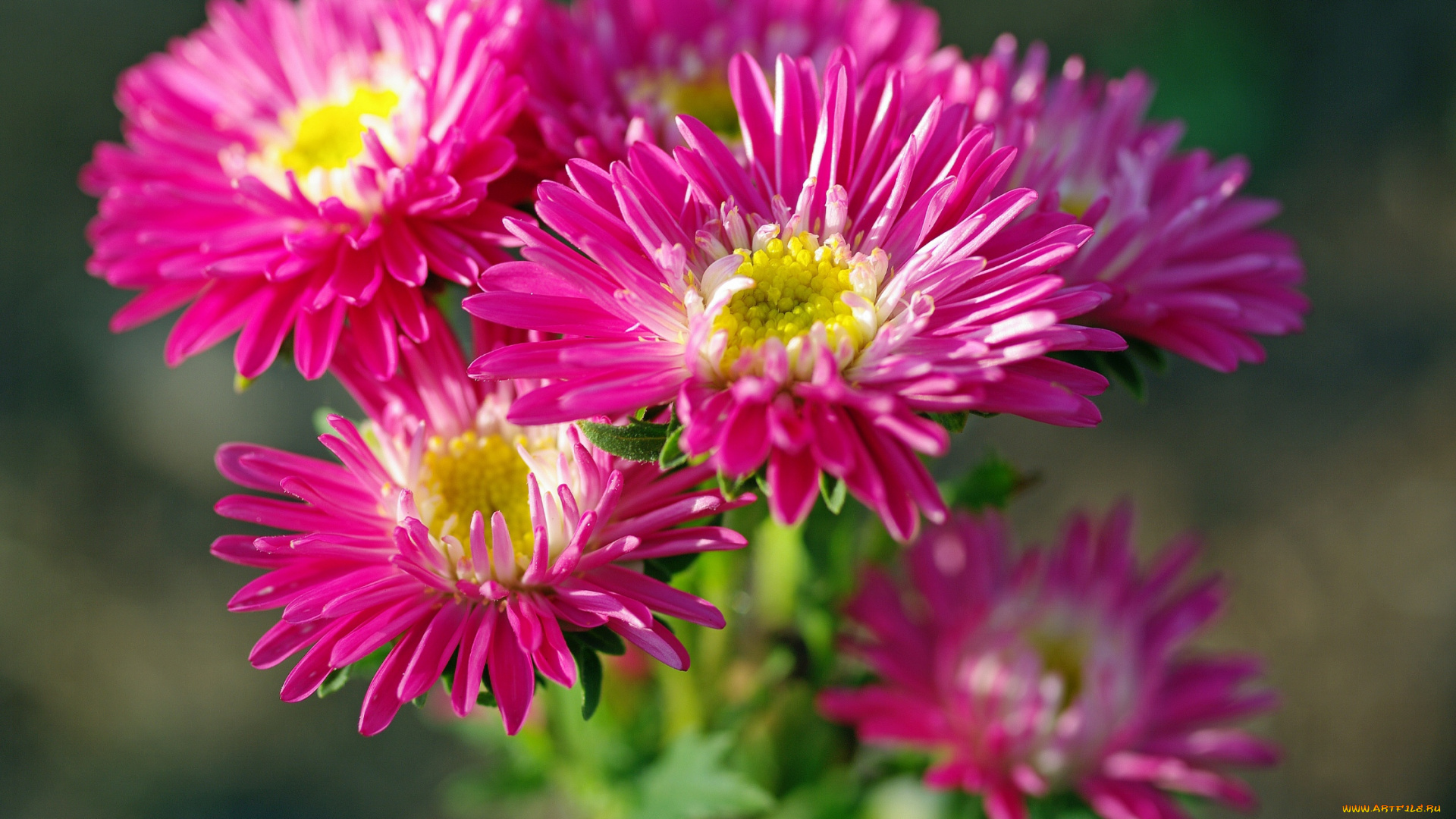 цветы, астры, дача, красота, однолетники, осень, природа, растения, розовый, цвет, флора