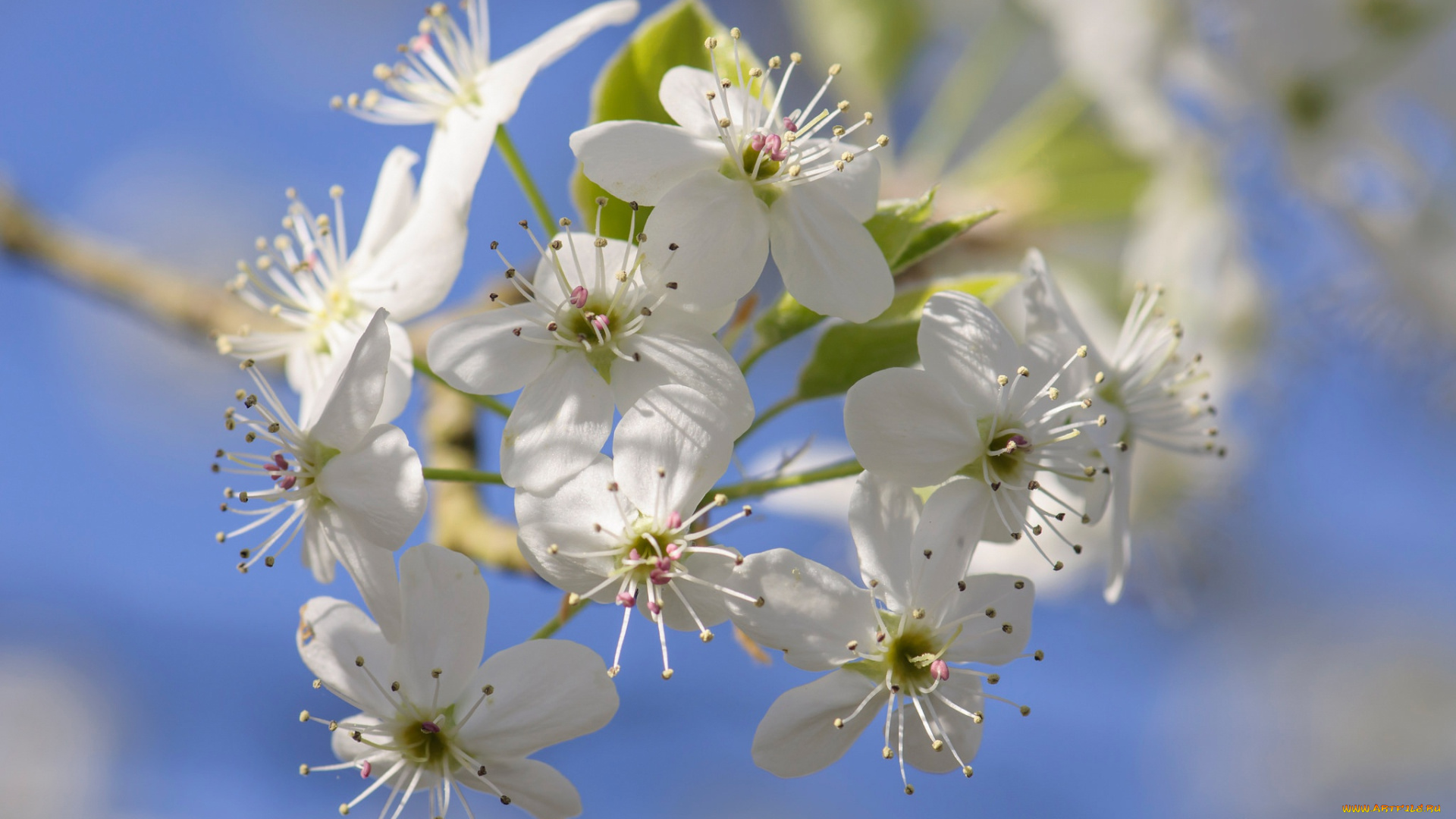 цветы, цветущие, деревья, , , кустарники, лепестки, весна, сад