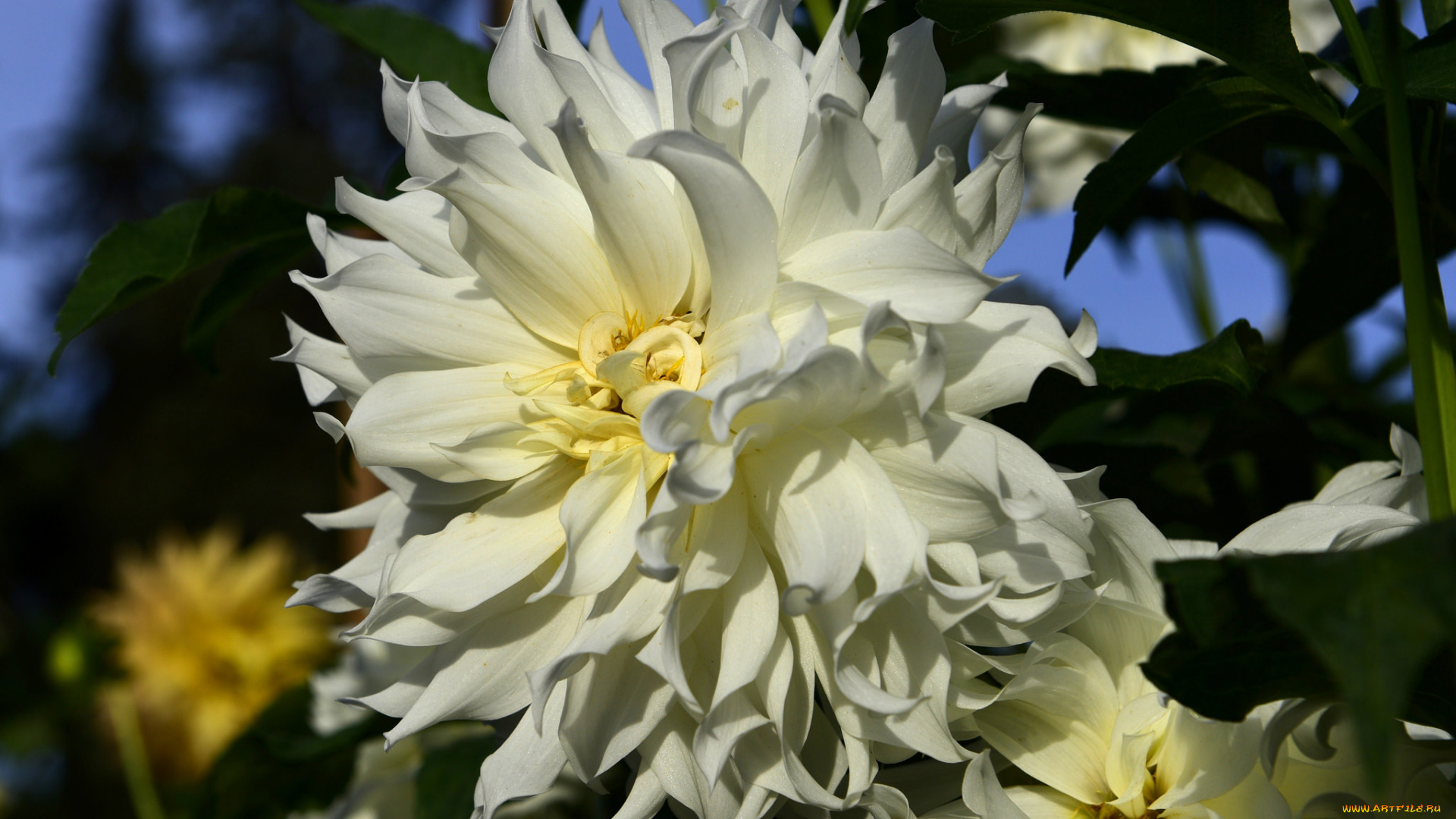 цветы, георгины, георгин, цветение, бутоны, лепестки