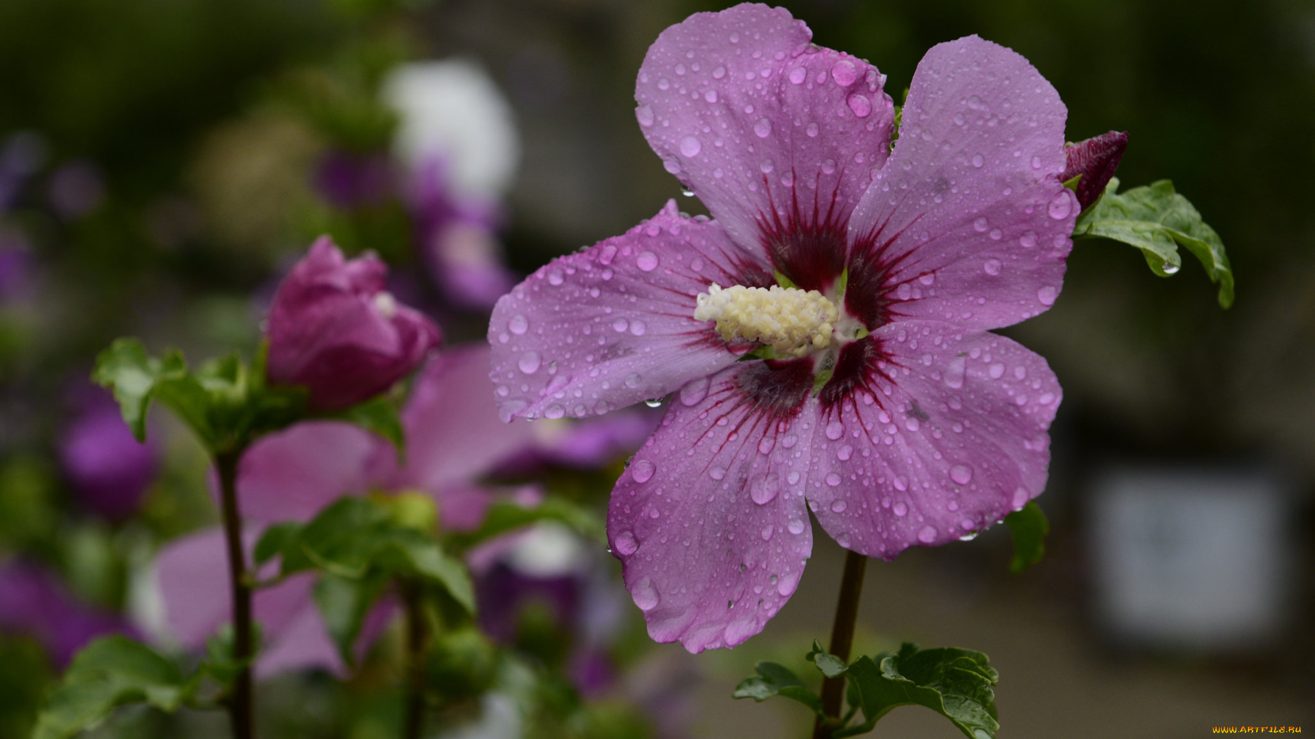 цветы, гибискусы, гибискус, листики, лепестки, ярко, цветение, тычинки