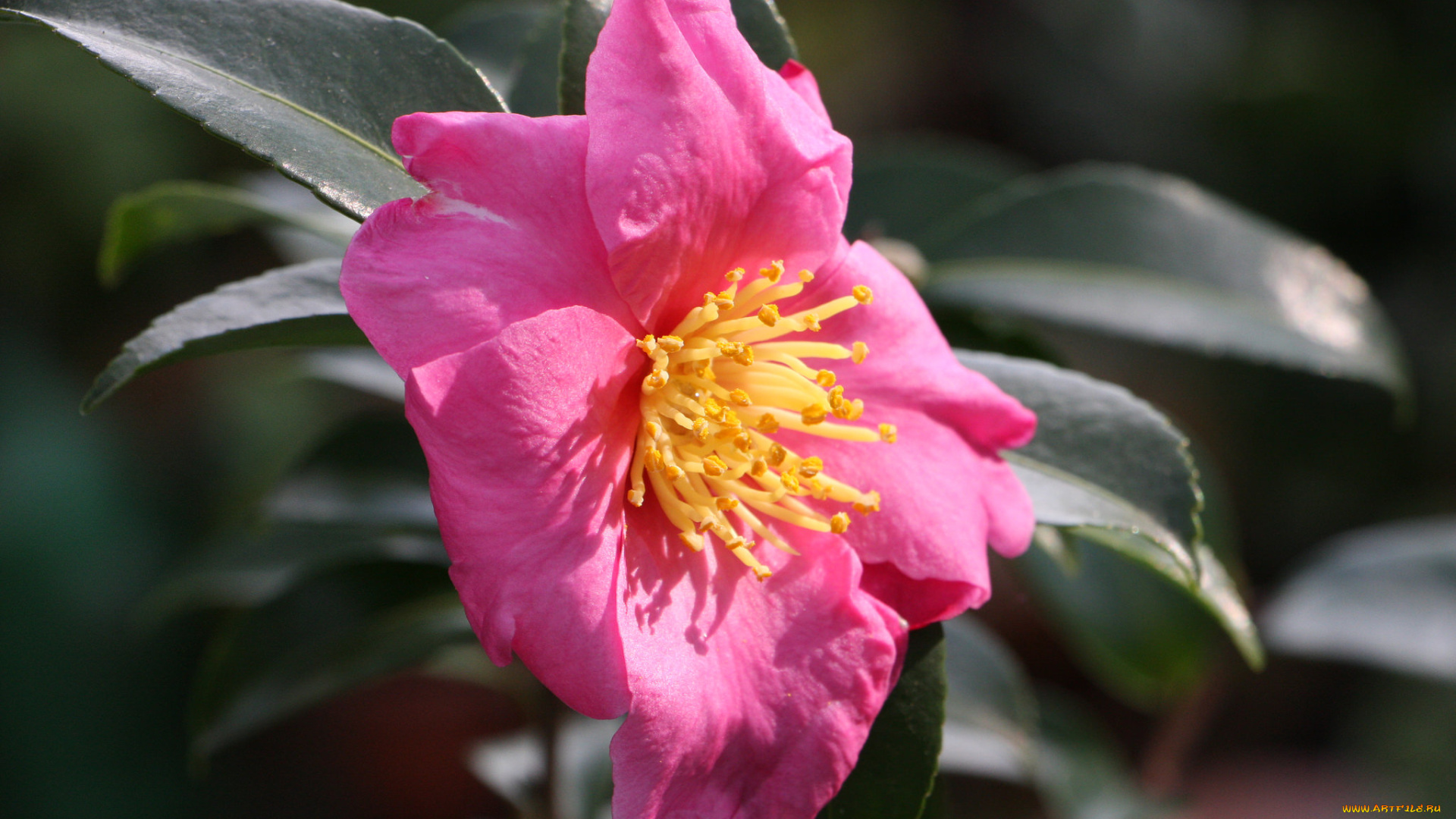 цветы, камелии, бутон, листья, камелия, кустарник, цветение, camellia, leaf, bud, flowering, shrubs