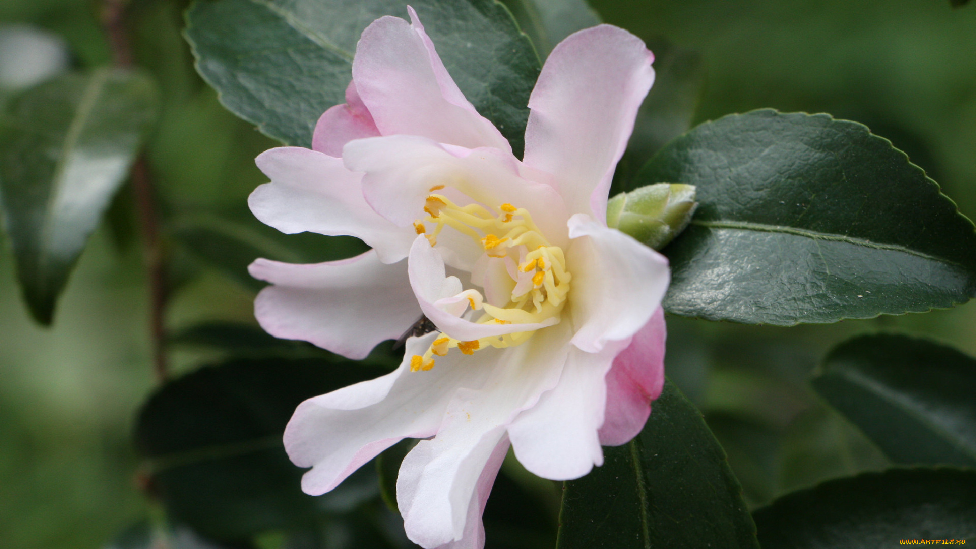 цветы, камелии, цветение, камелия, нежность, розовая, лепестки, листья, бутон