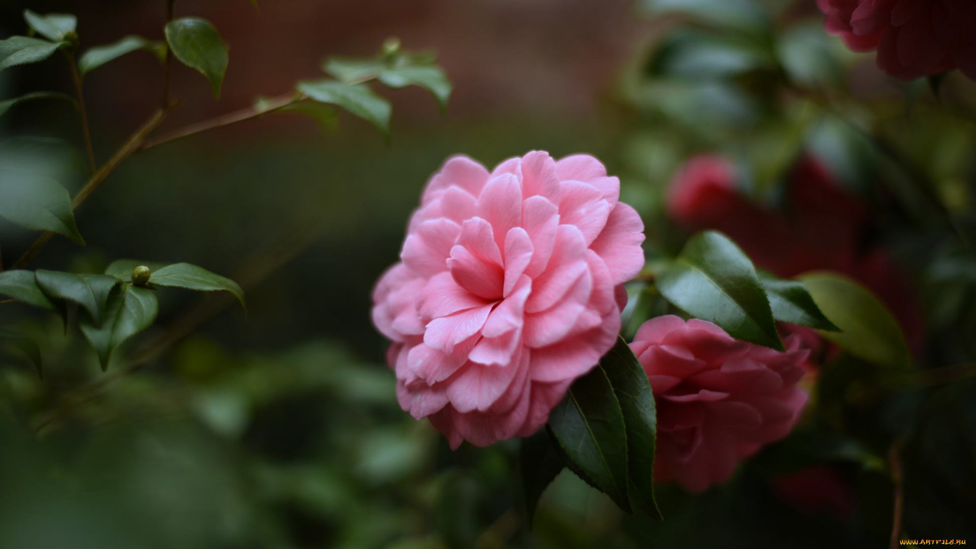 цветы, камелии, камелия, бутон, розовая, лепестки, листья, цветение, нежность