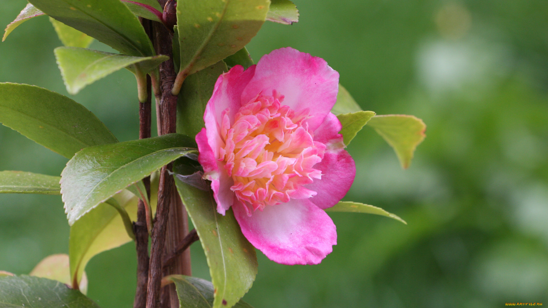 цветы, камелии, камелия, бутон, розовая, лепестки, листья, цветение, нежность