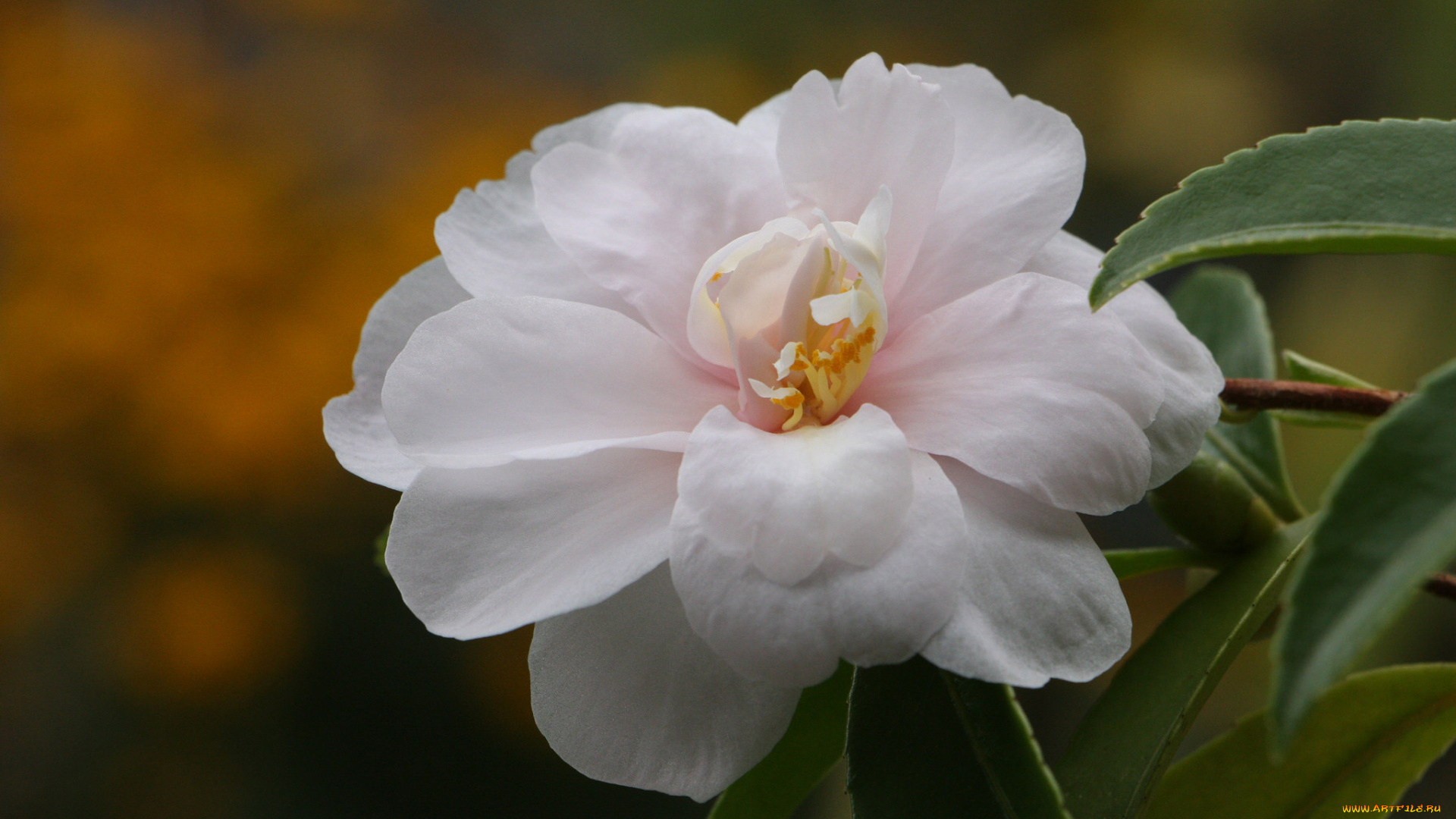 цветы, камелии, камелия, листья, бутон, цветение, кустарник, camellia, leaf, bud, flowering, shrubs