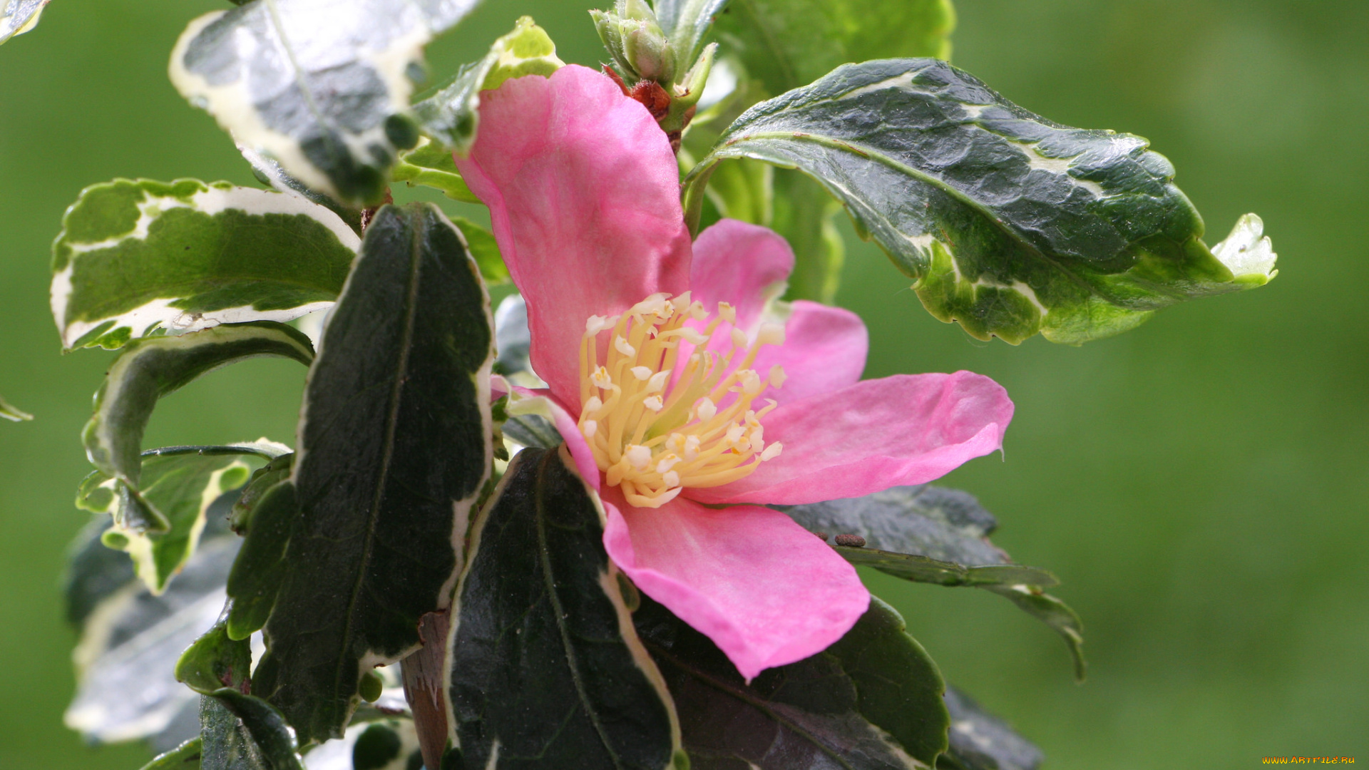 цветы, камелии, камелия, листья, бутон, цветение, кустарник