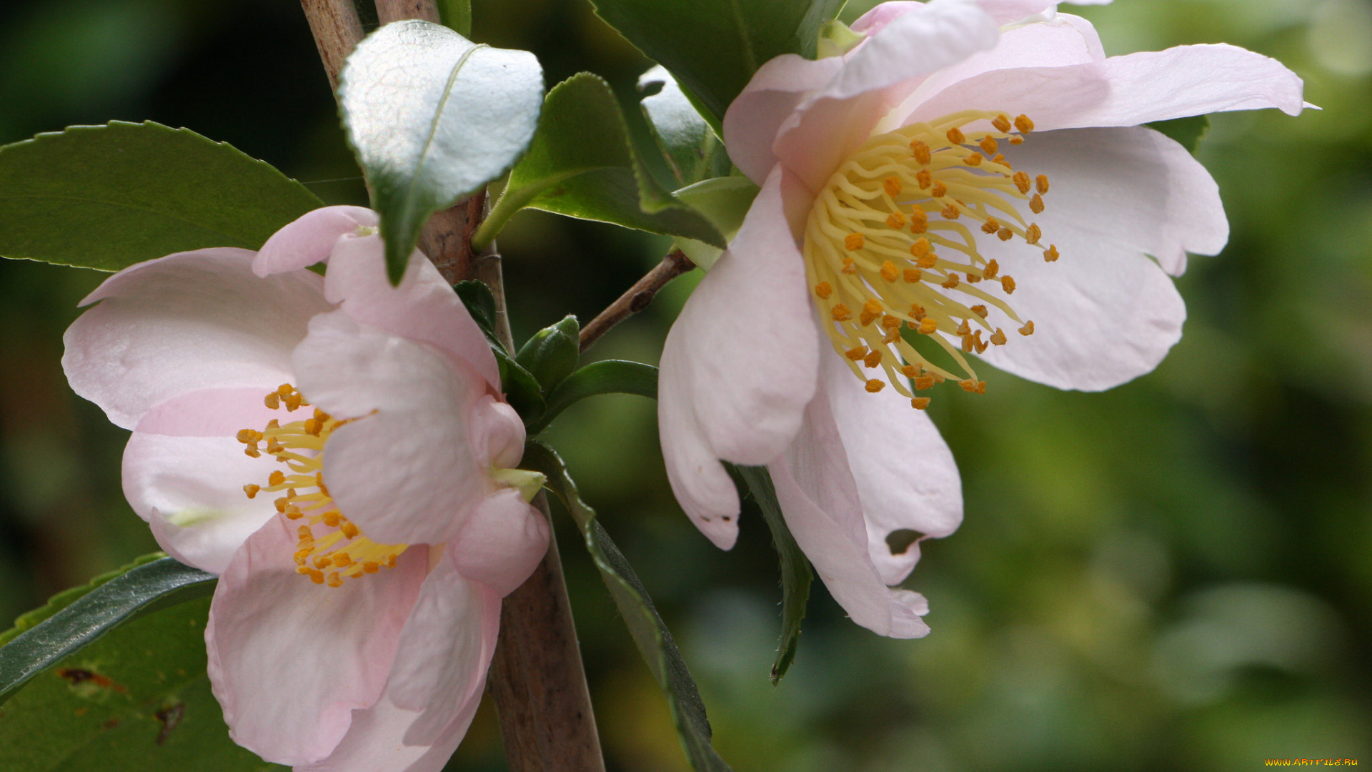 цветы, камелии, нежность, цветение, листья, бутон, камелия, лепестки, розовая