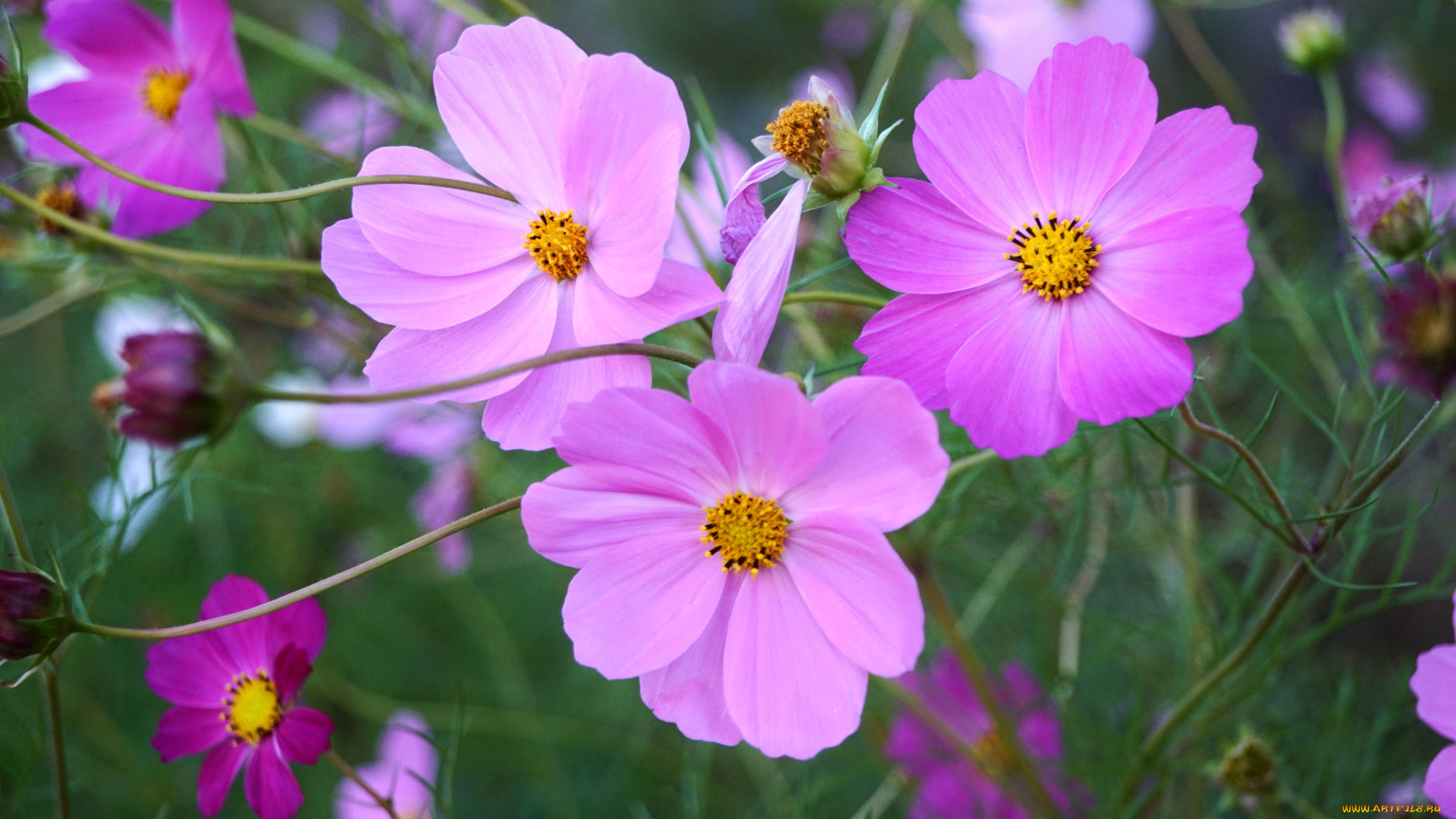 цветы, космея, фон, лепестки