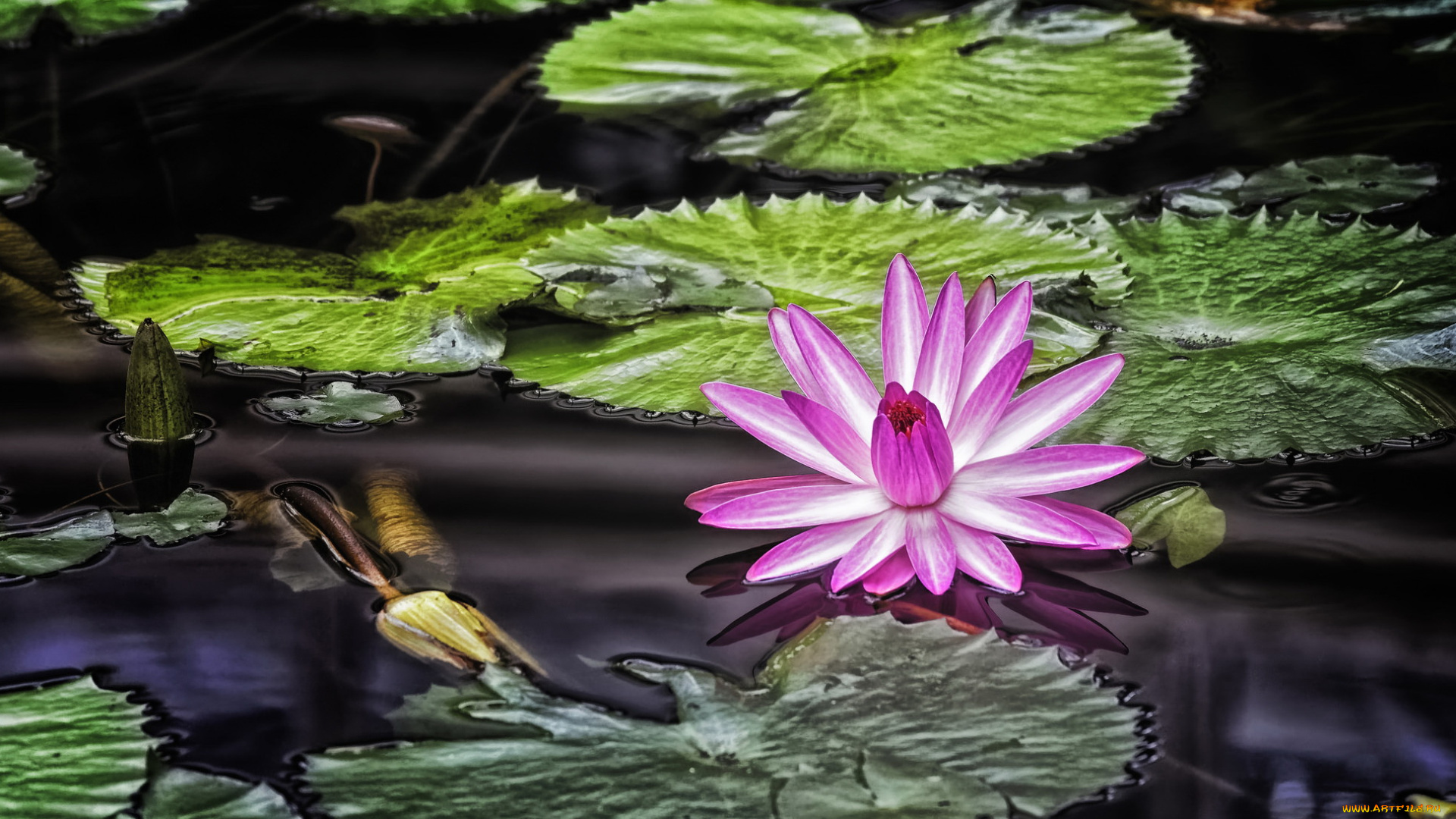 цветы, лилии, водяные, , нимфеи, , кувшинки, кувшинка, цветение, листья, вода